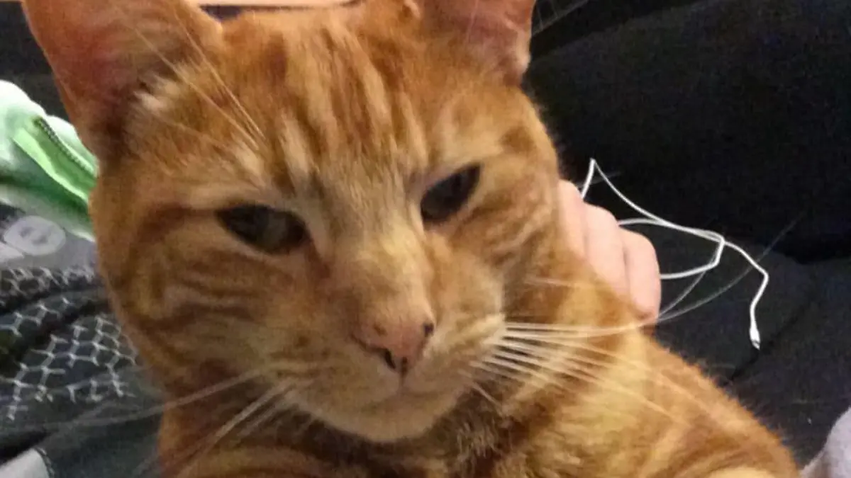 Kater Nigel guckt in die Kamera