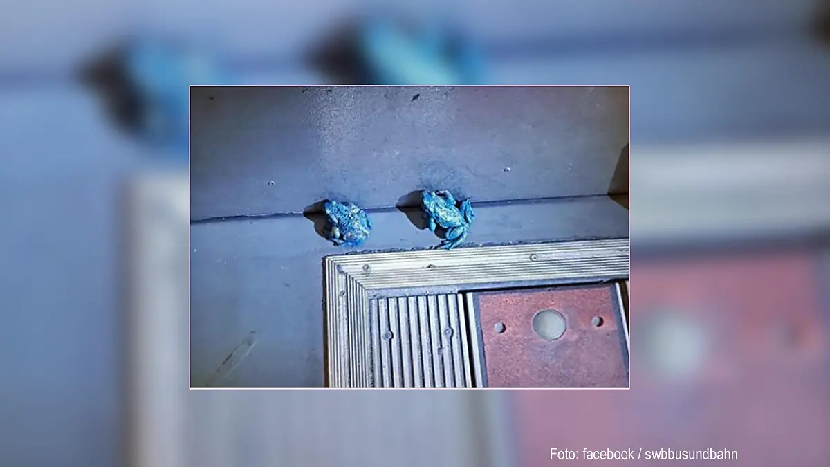 Blaufrosch