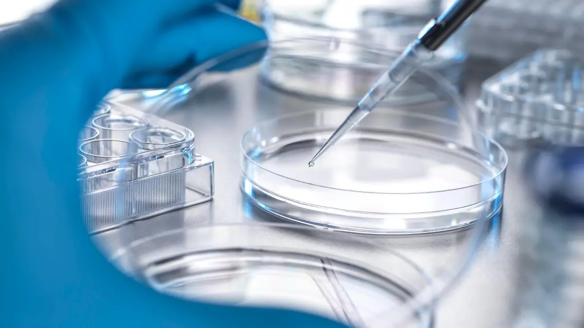 Hand of scientist transferring solution from pipette to petri dish in laboratory model released, Symbolfoto property released, ABRF00971