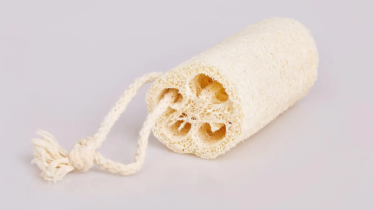Natural sponge Luffa cylindricaon isolated on white background. Vegetable Luffa or zucchini sponge for body scrubbing on white background.