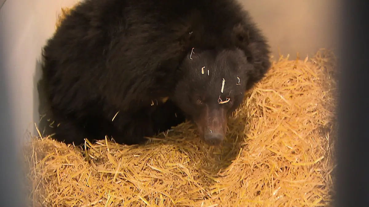 Vor sechs Tagen kam die Kragenbärin im Tierschutzzentrum Weidefeld an.