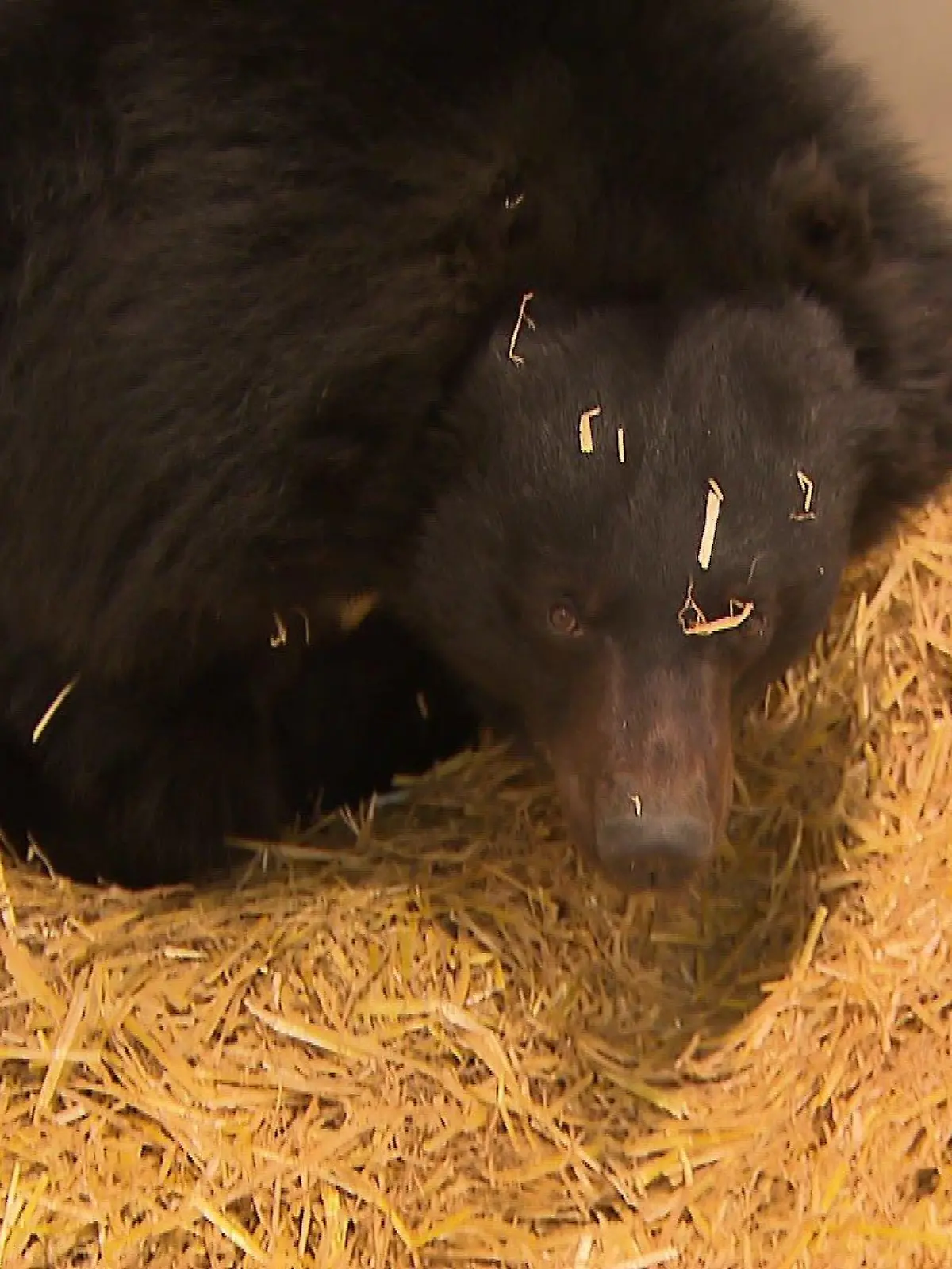 Vor sechs Tagen kam die Kragenbärin im Tierschutzzentrum Weidefeld an.