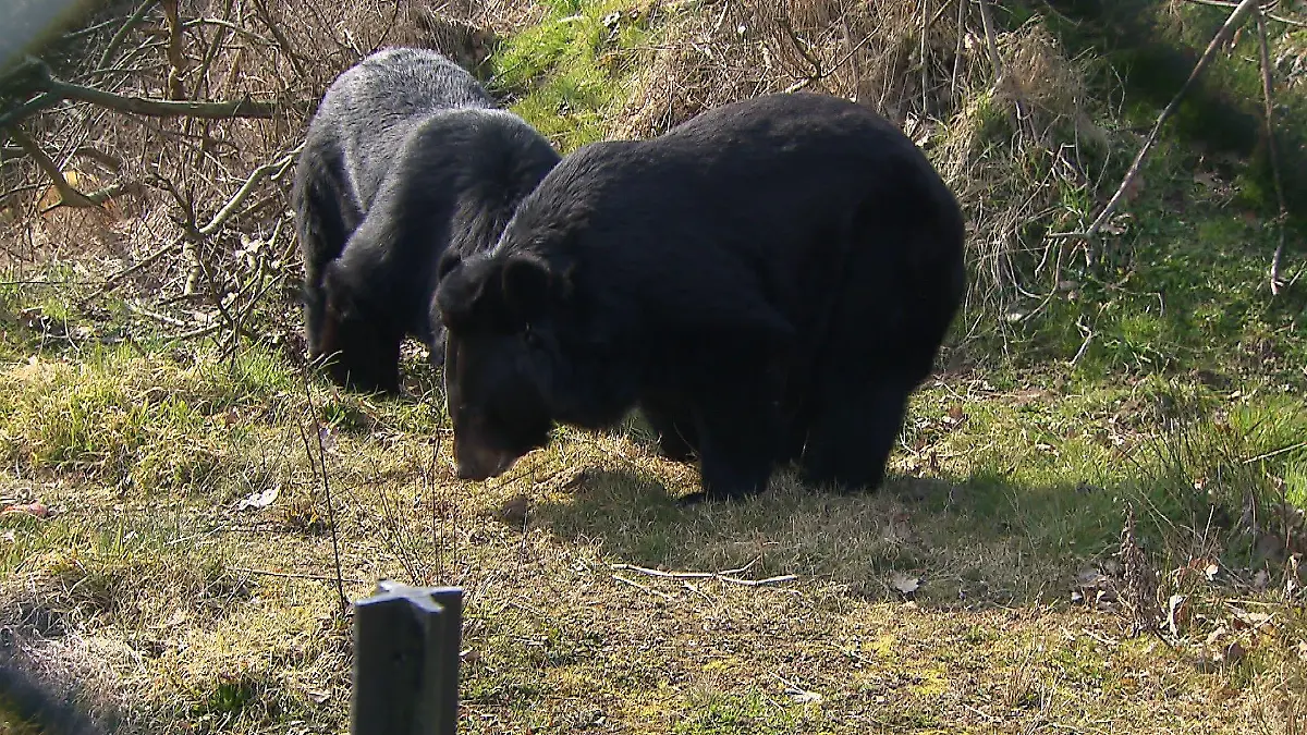 In ein paar Wochen soll Malvina bei diesen beiden Kragenbärmännchen einziehen.