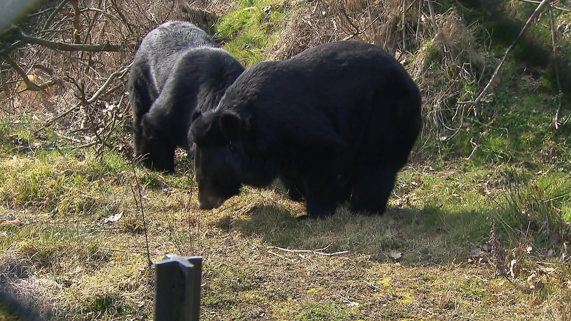 In ein paar Wochen soll Malvina bei diesen beiden Kragenbärmännchen einziehen.