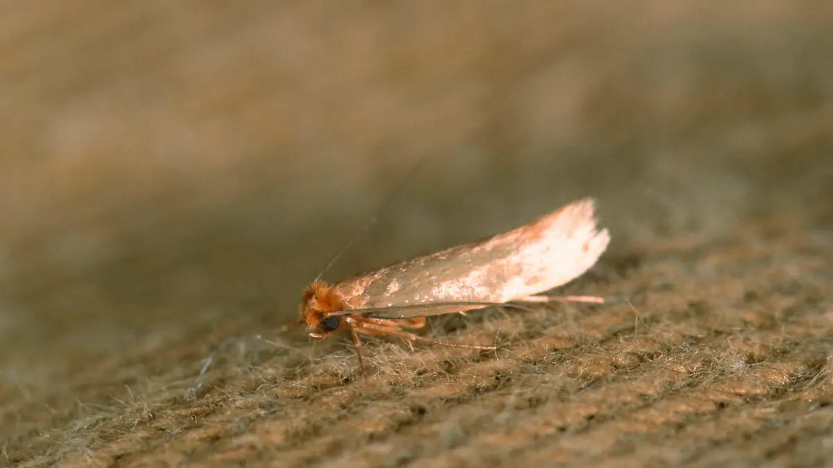Common Clothes Moth, Germany / (Tineola bisselliella) / Kleidermotte, Deutschland /