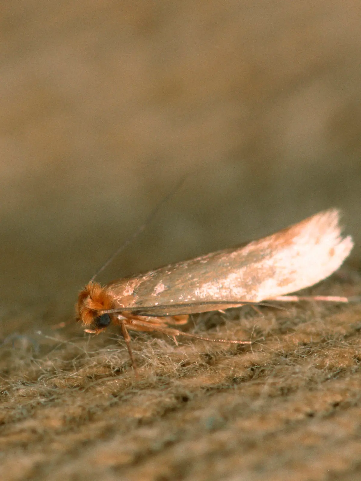 Common Clothes Moth, Germany / (Tineola bisselliella) / Kleidermotte, Deutschland /