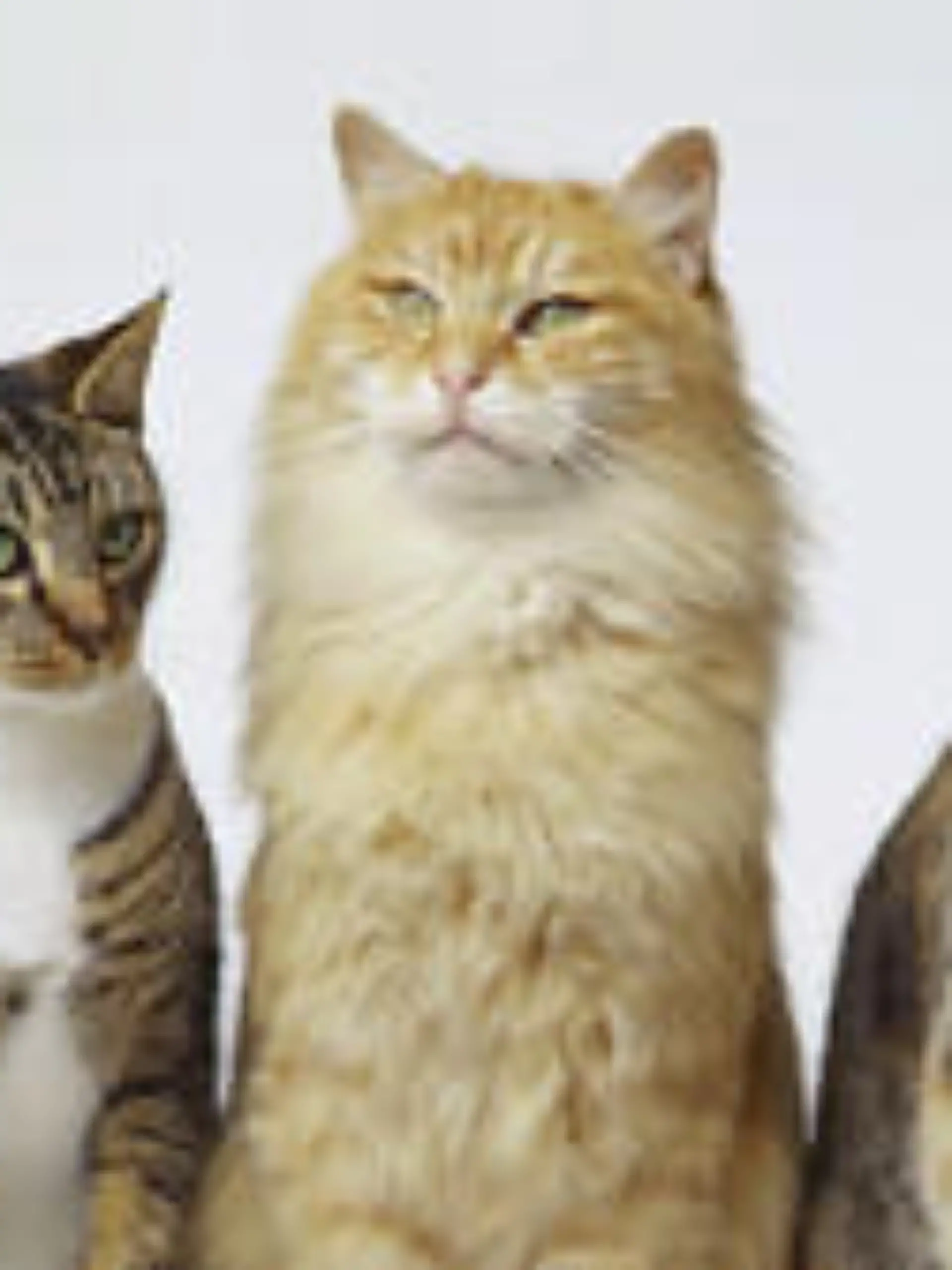 katzen