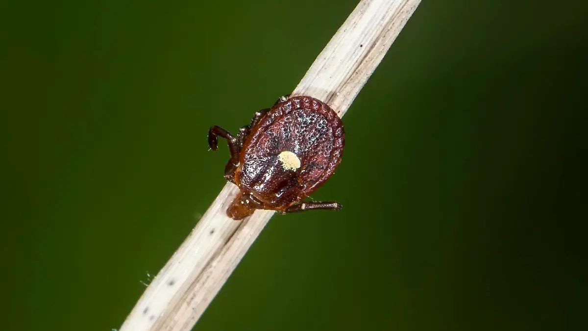 Lone Star Tick Amblyomma americanum Perched on Grass Stem Waiting in Corolla, NC, USA