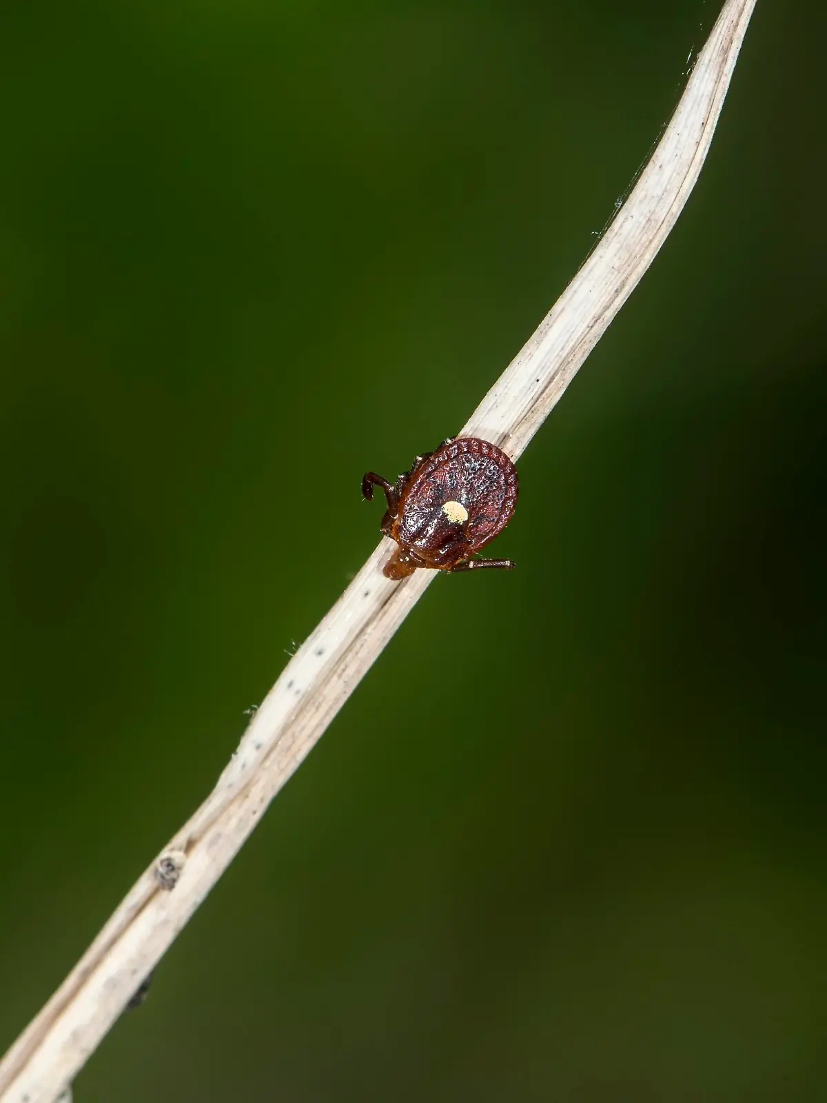 Lone Star Tick Amblyomma americanum Perched on Grass Stem Waiting in Corolla, NC, USA