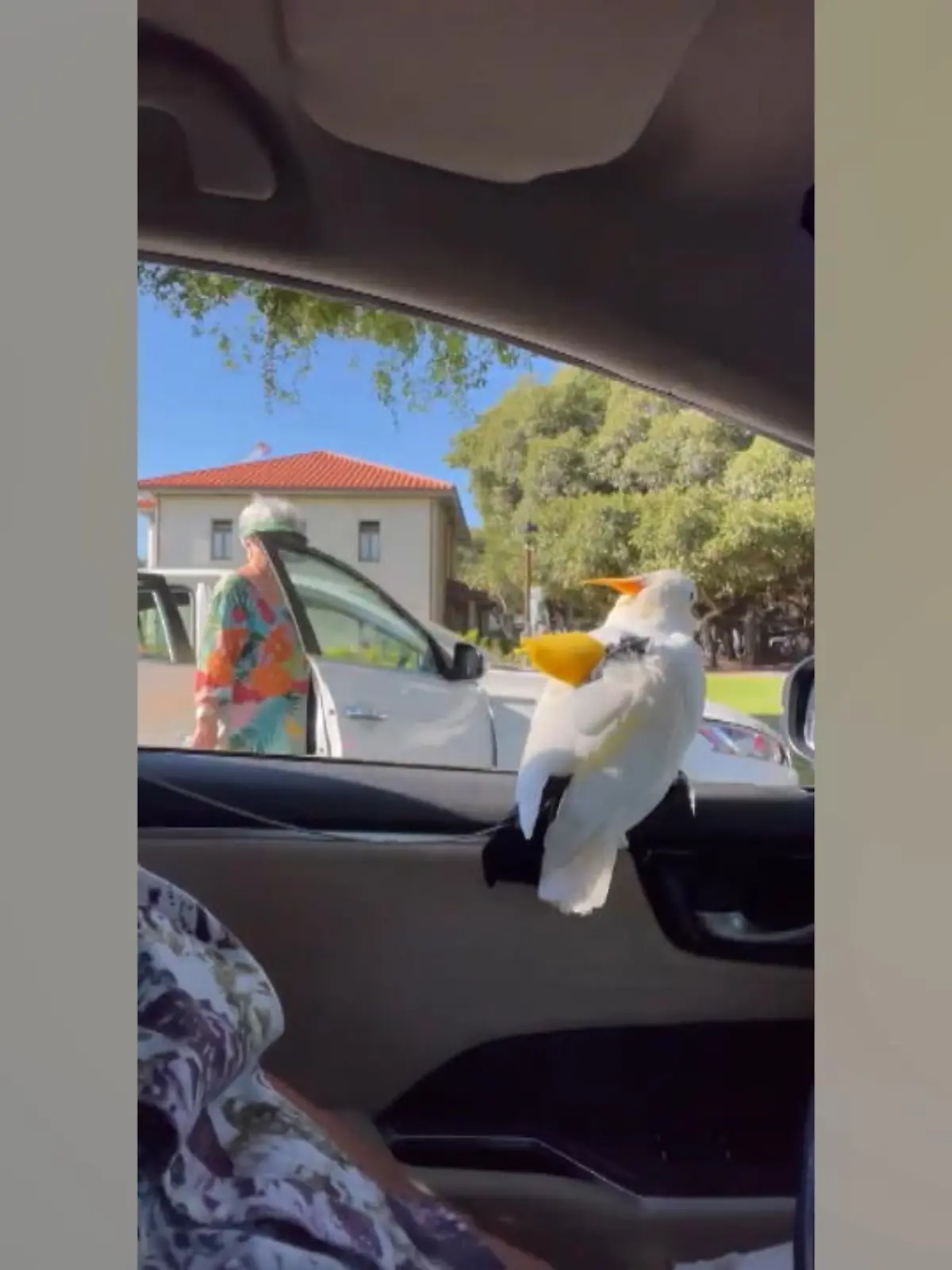 Stellen Sie sich vor, Sie stehen mit ihrem Auto am Straßenrand – und plötzlich werden Sie ausgelacht! Dabei sehen die Seniorinnen mit ihrem grauen Haaren dem Vogel sogar ein bisschen ähnlich. 