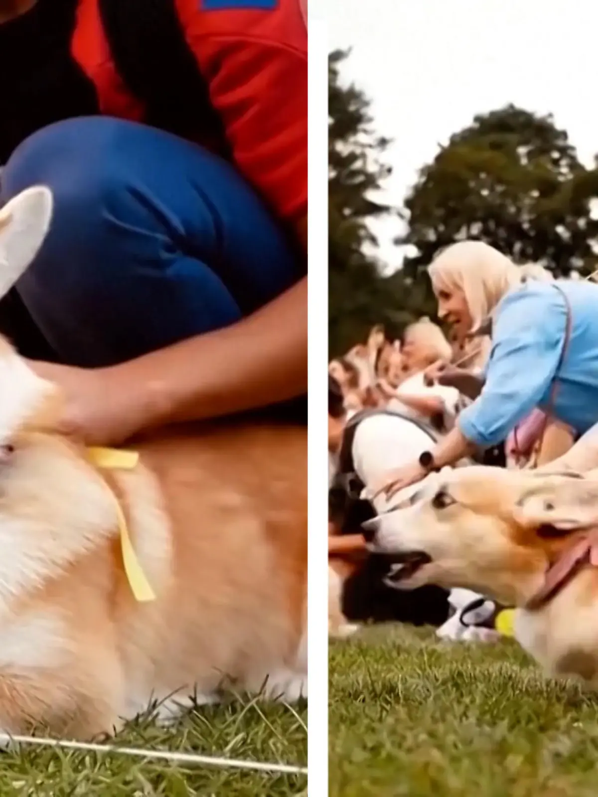Anlässlich eines Park-Jubiläums findet in Vilnius in Litauen ein Corgi-Rennen statt. Mehrere Hundert Zuschauer und Hunde lassen es sich nicht nehmen, ihre Freude zu den Tieren in schillernden Kostümen zu feiern.
