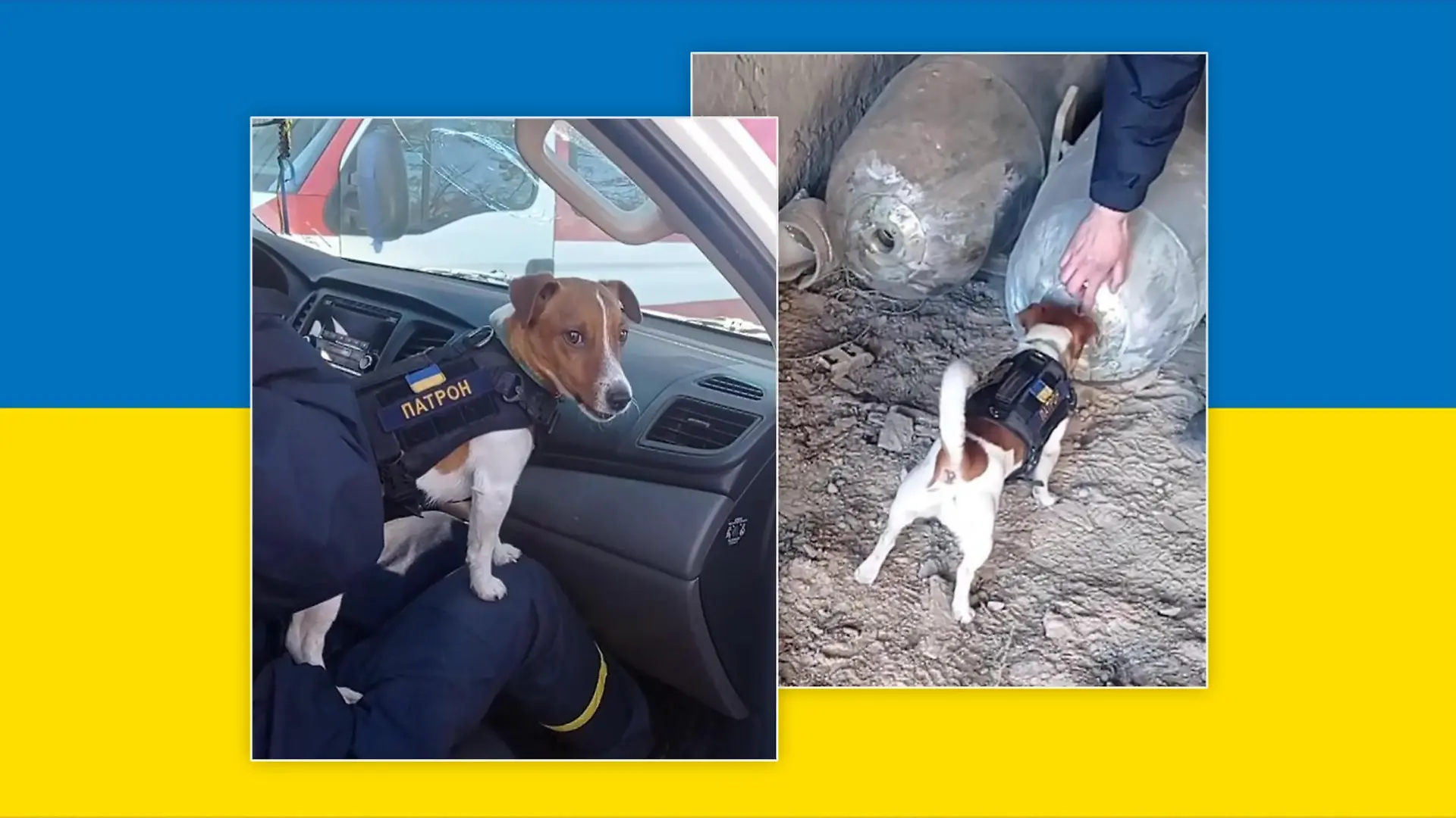 Jack Russel Terrier hat seit Beginn des Krieges in der Ukraine schon 90 Sprengsätze erschnüffelt.