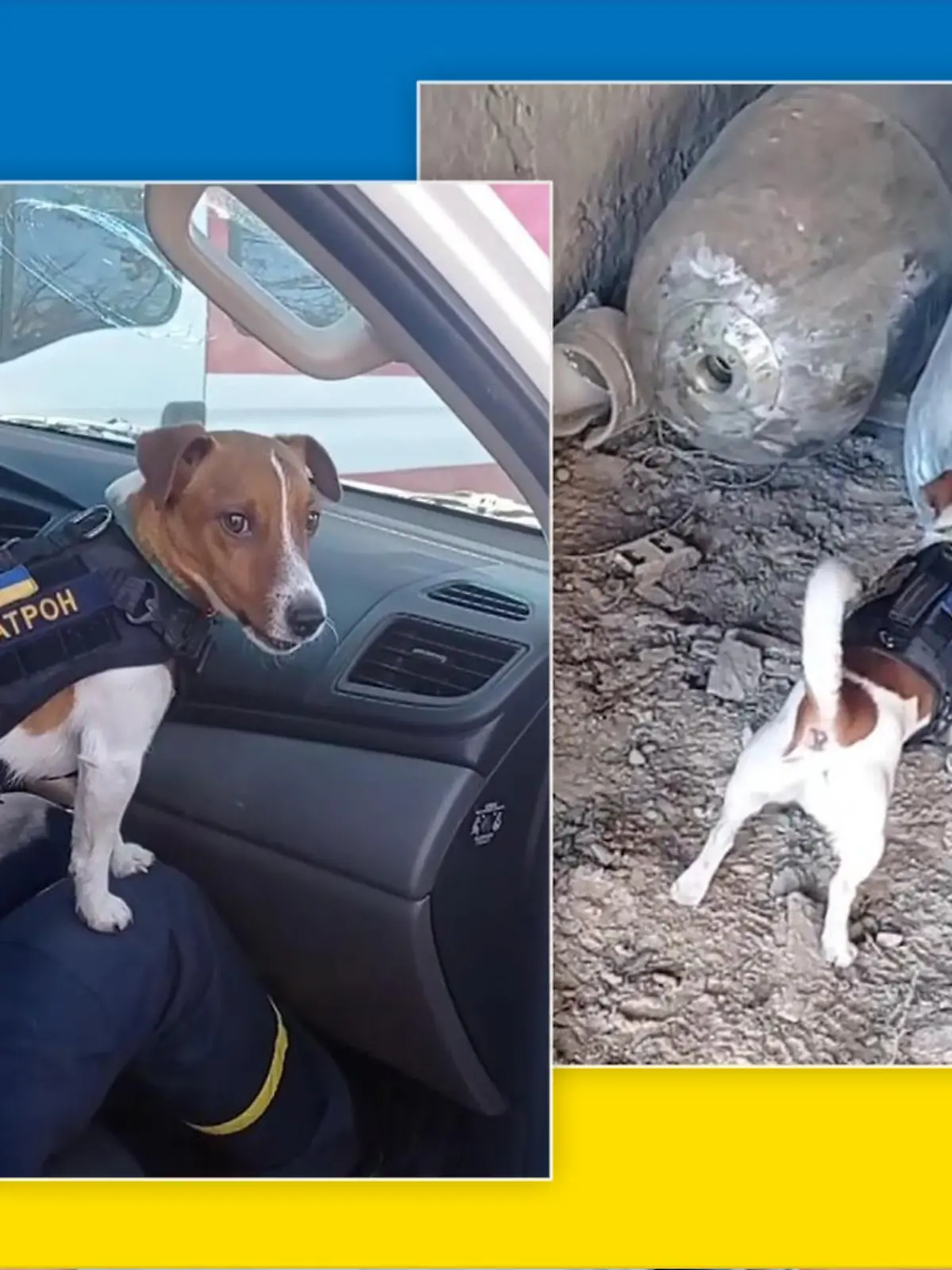 Jack Russel Terrier hat seit Beginn des Krieges in der Ukraine schon 90 Sprengsätze erschnüffelt.