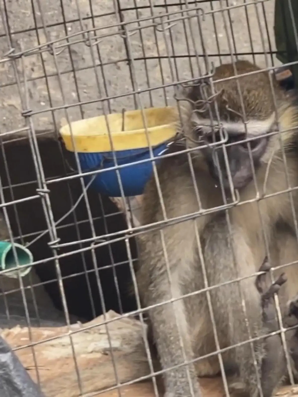 Bild zu: "Tierschützer retten verwahrloste Affen"