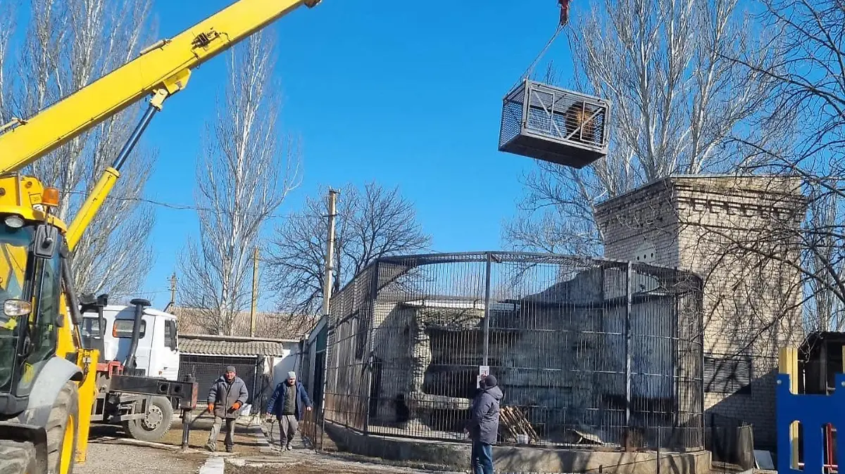 Mithilfe eines Krans kann der Löwe Simba aus seinem Käfig geholt werden.