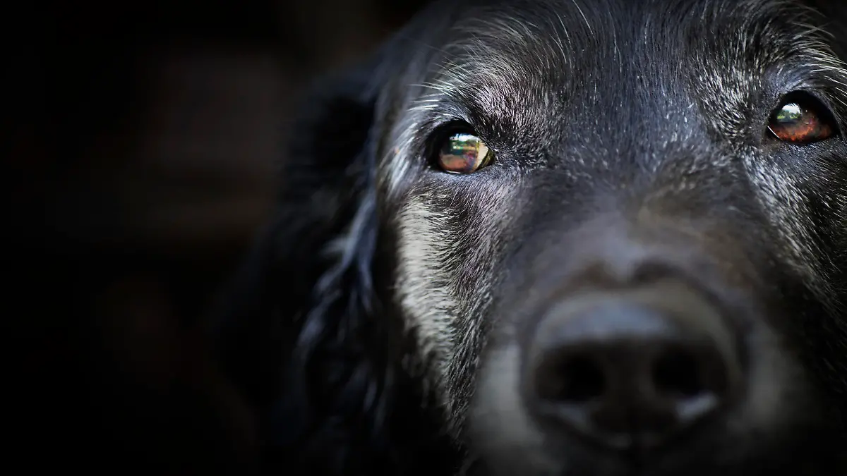 Animal - Old dog. labrador retriever macro shot.