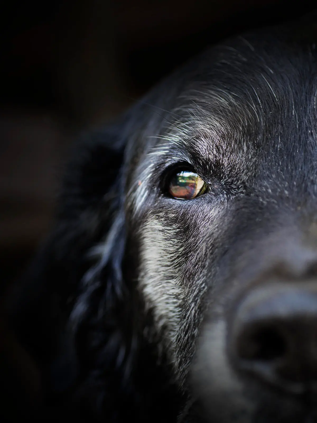 Animal - Old dog. labrador retriever macro shot.