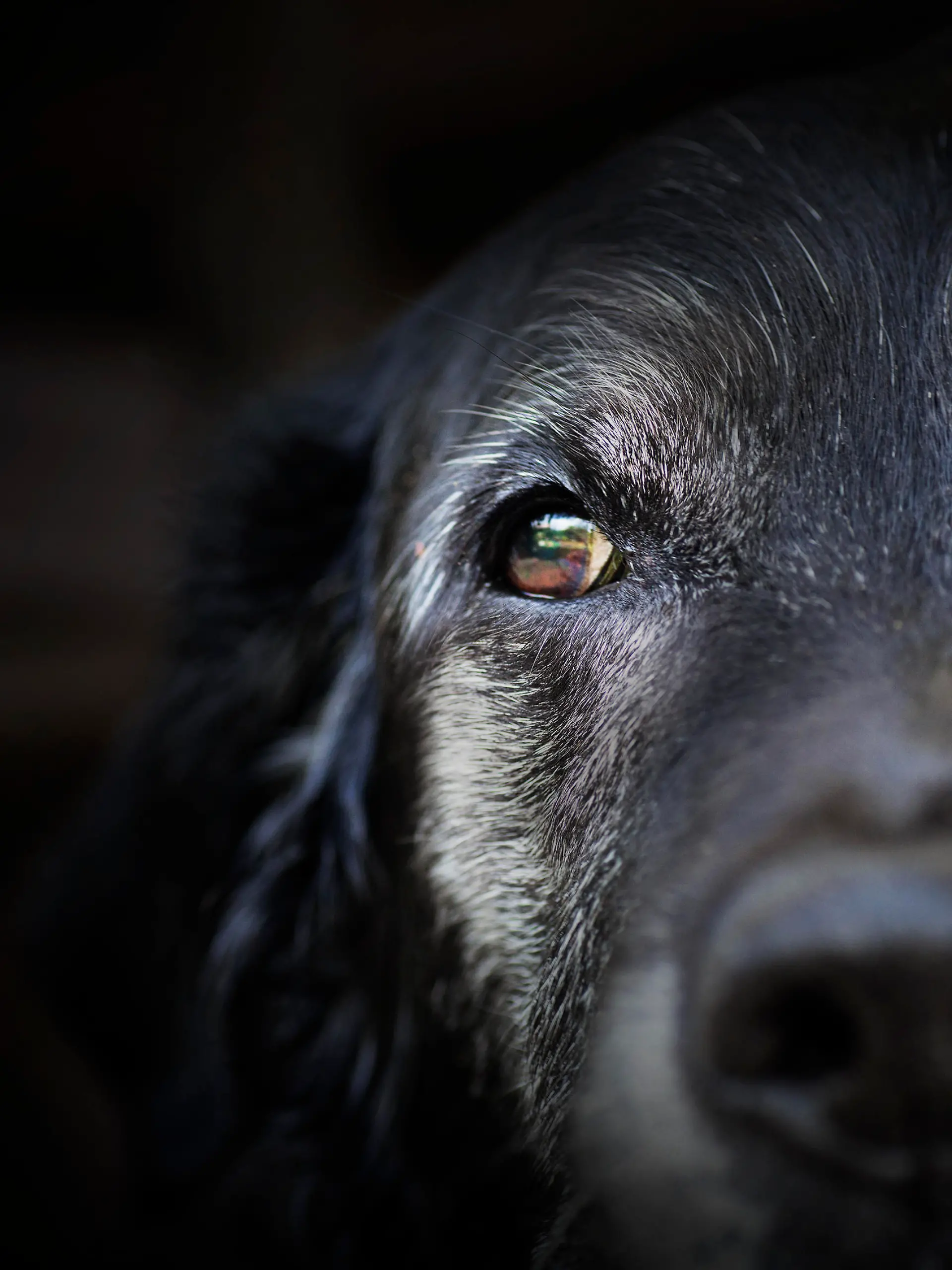 Animal - Old dog. labrador retriever macro shot.