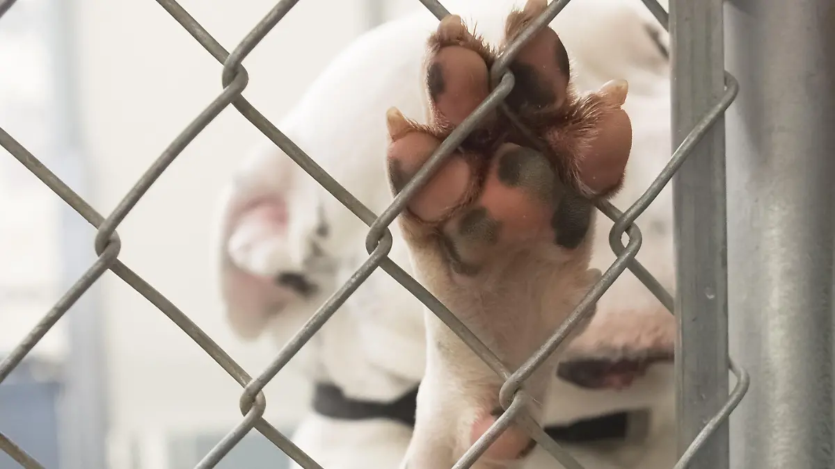 Dog paw closeup from inside a dog shelter kennel. Cage is chain link. The pink paw has cute black spots.