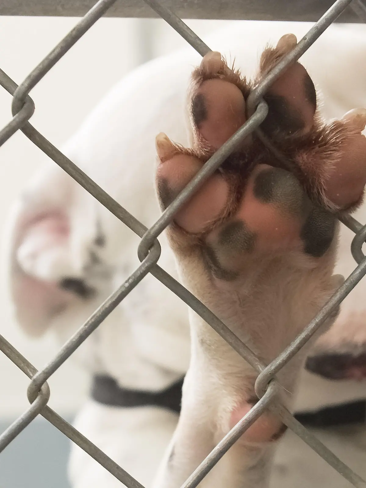 Dog paw closeup from inside a dog shelter kennel. Cage is chain link. The pink paw has cute black spots.