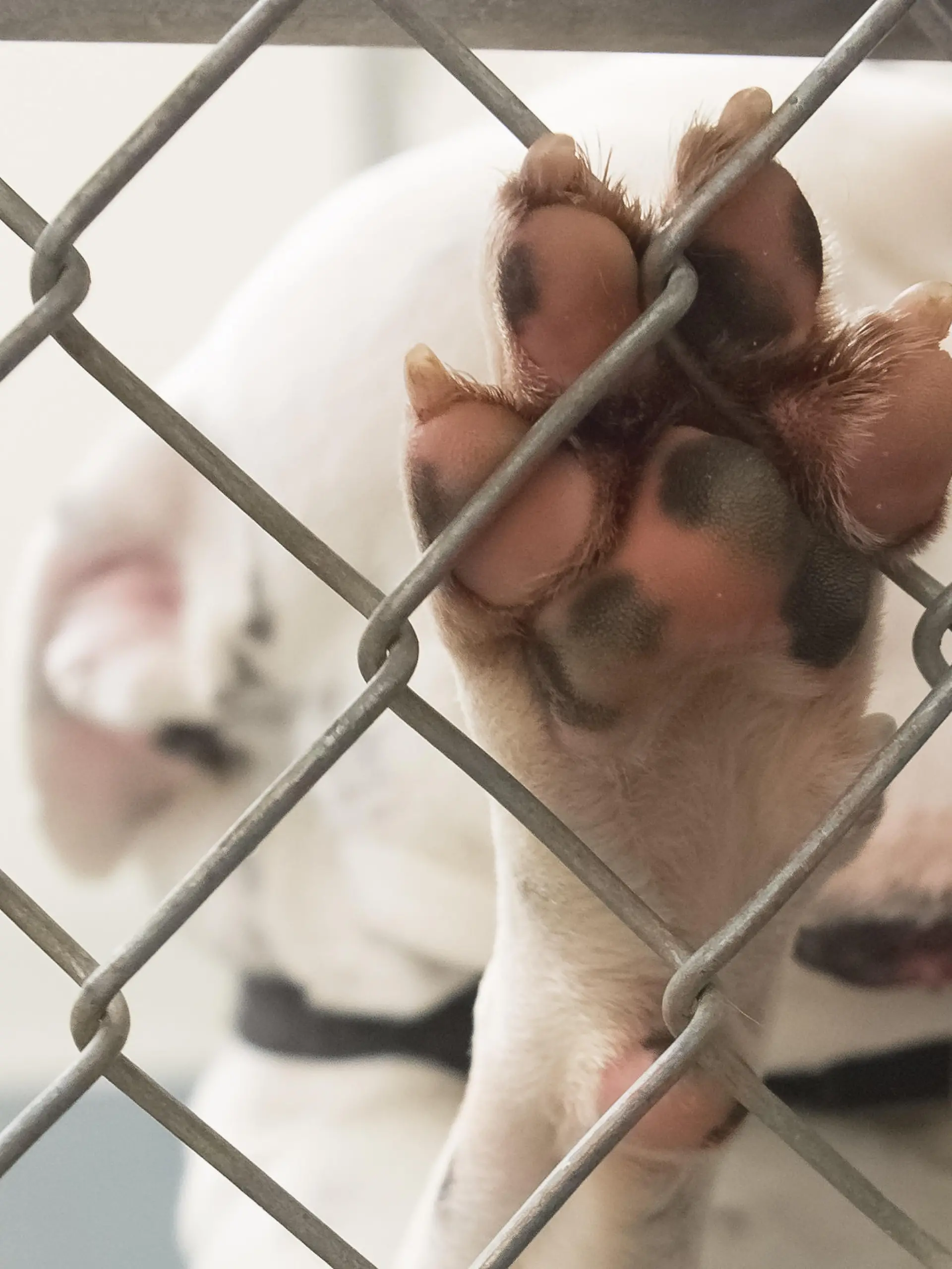 Dog paw closeup from inside a dog shelter kennel. Cage is chain link. The pink paw has cute black spots.