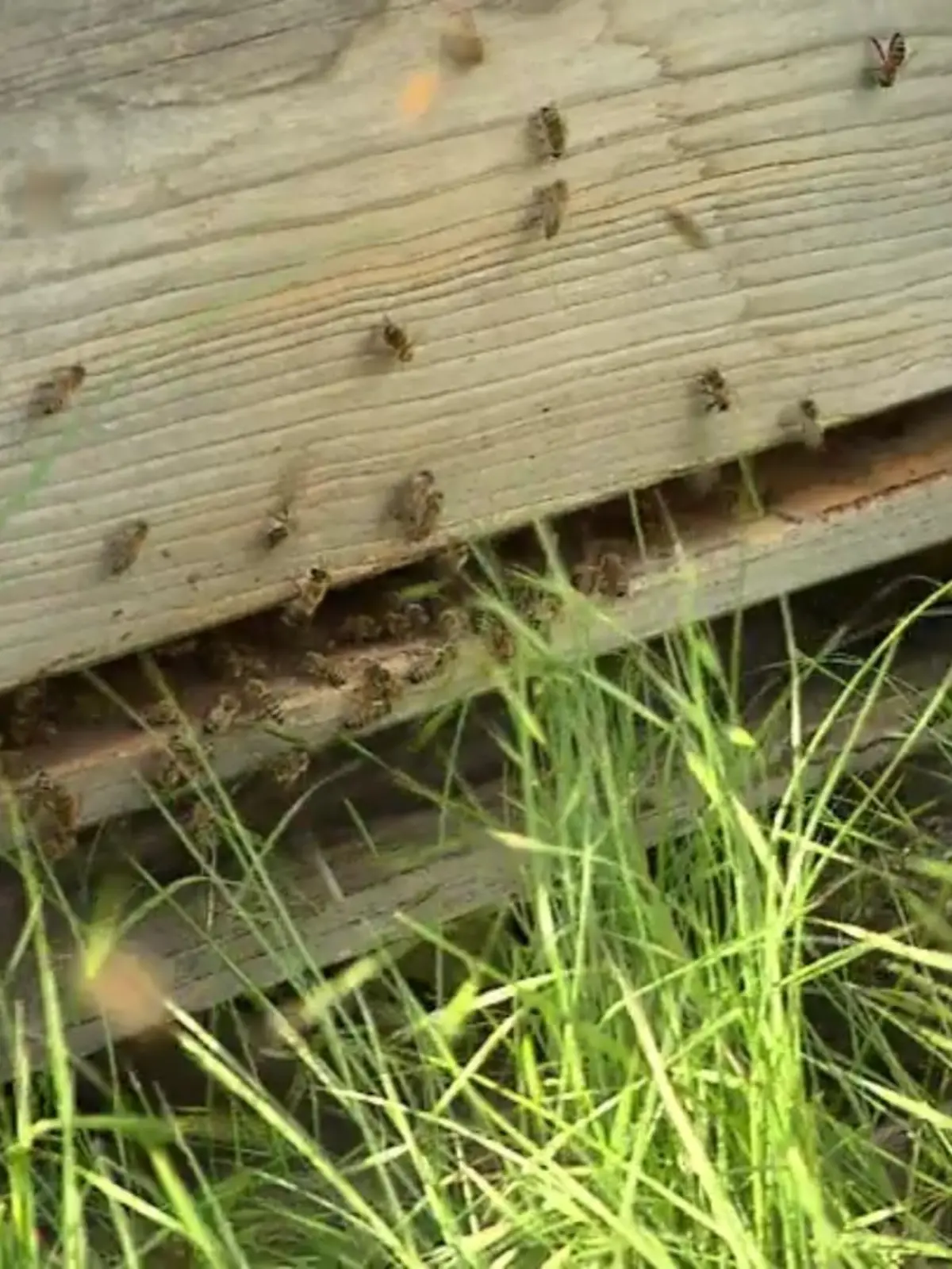 Bild zu: "Herr über vier Millionen Bienen"