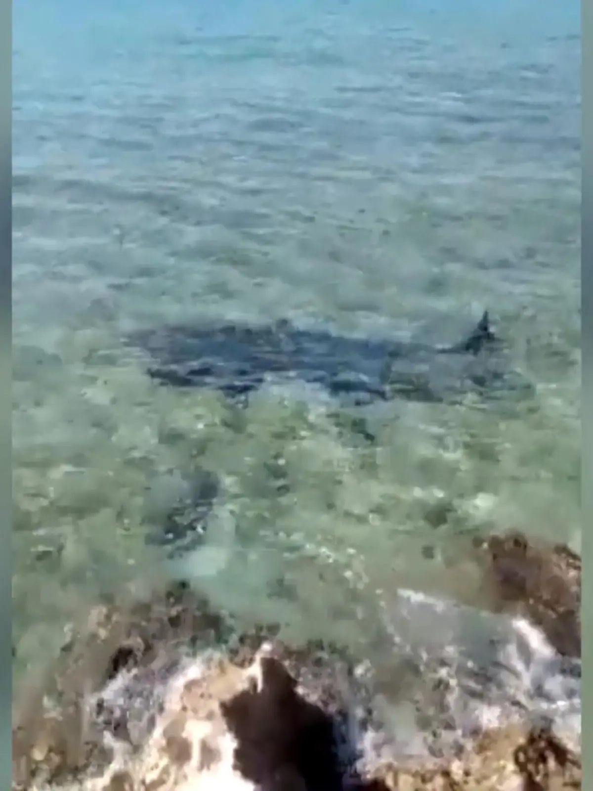 Ein italienischer Tourist wurde am Freitag nahe der Insel San Andrés in der Karibik von einem Tigerhai angegriffen. Der 56-Jährige war in einem Schnorchelgebiet unterwegs, als das Tier ihm ein großes Stück aus seinem Oberschenkel herausbiss. Aufgrund des starken Blutverlustes wurde der Mann in ein Krankenhaus gebracht, wo er jedoch seinen Verletzungen erlag.
