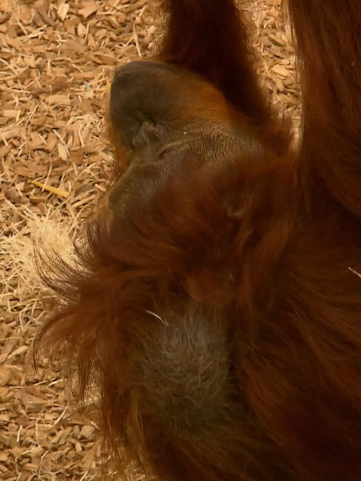 Bild zu: "Älteste Orang-Utan-Dame aus NRW"