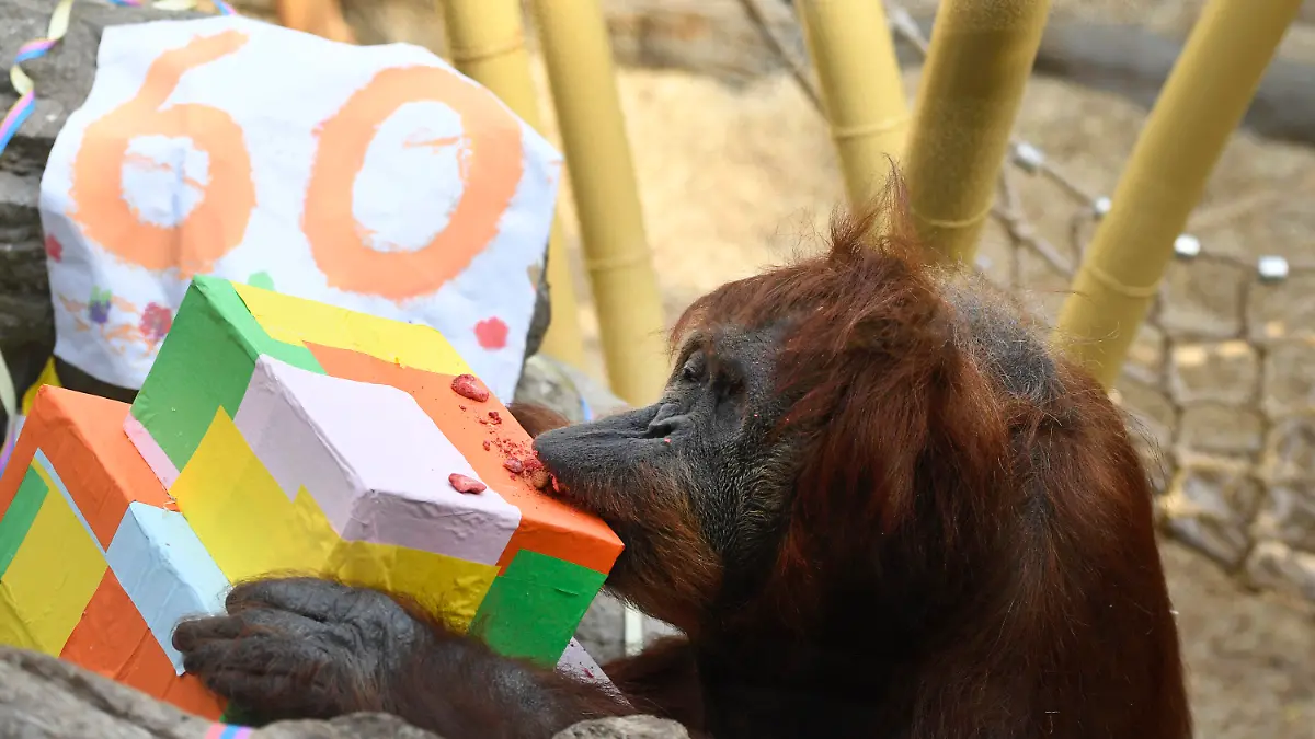 19.03.2022, Nordrhein-Westfalen, Gelsenkirchen: Das Orang-Utan-Weibchen Kasih feiert im Zoo 60. Geburtstag. Kasih kam am 19. März 1962 im Zoo Basel zur Welt. In der Natur haben Sumatra-Orang-Utans eine Lebenserwartung von etwa 40 Jahren. In europäischen Zoos ist Kasih den Angaben zufolge der zweitälteste Orang-Utan. Foto: Roberto Pfeil/dpa +++ dpa-Bildfunk +++
