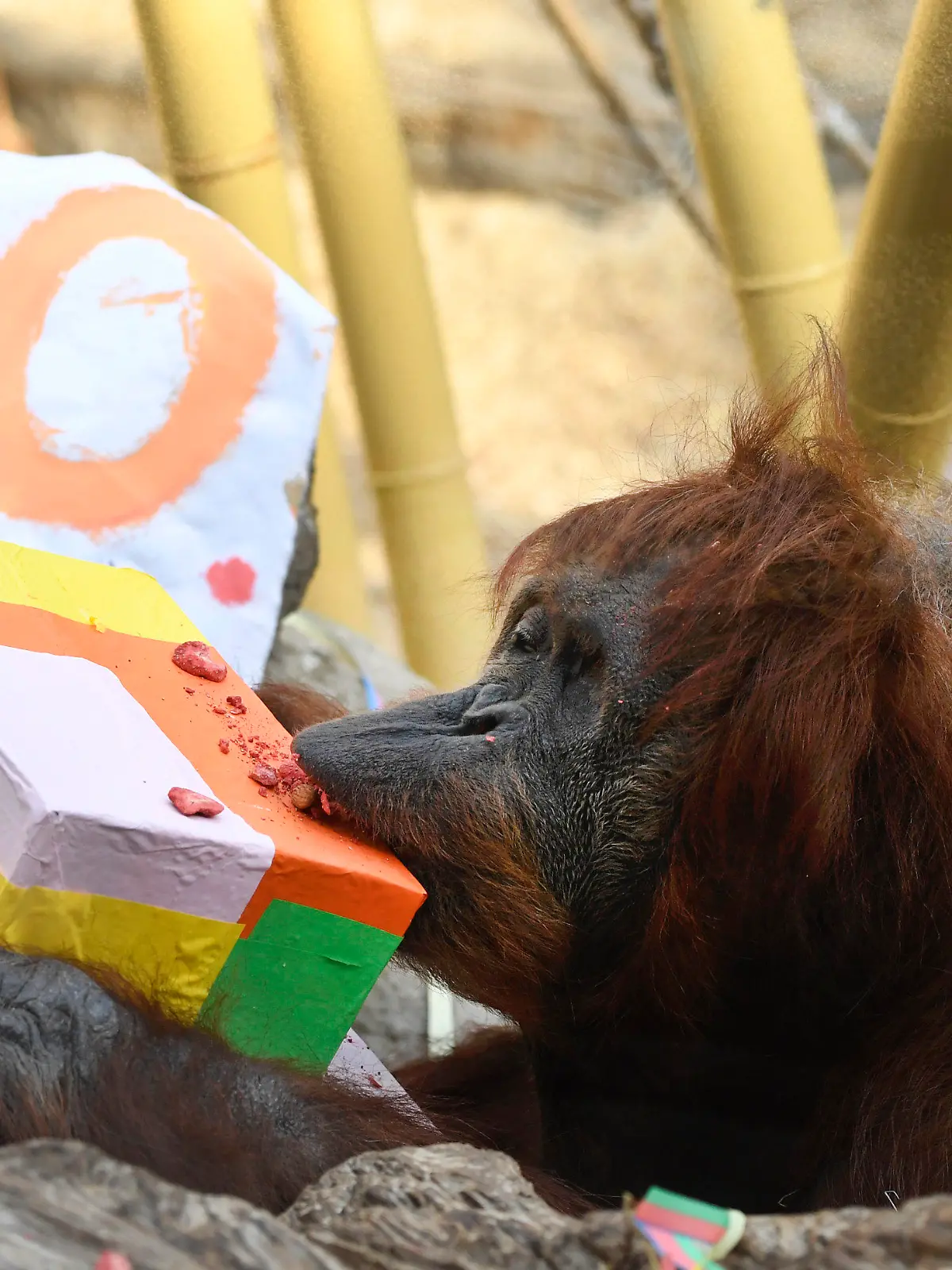 19.03.2022, Nordrhein-Westfalen, Gelsenkirchen: Das Orang-Utan-Weibchen Kasih feiert im Zoo 60. Geburtstag. Kasih kam am 19. März 1962 im Zoo Basel zur Welt. In der Natur haben Sumatra-Orang-Utans eine Lebenserwartung von etwa 40 Jahren. In europäischen Zoos ist Kasih den Angaben zufolge der zweitälteste Orang-Utan. Foto: Roberto Pfeil/dpa +++ dpa-Bildfunk +++