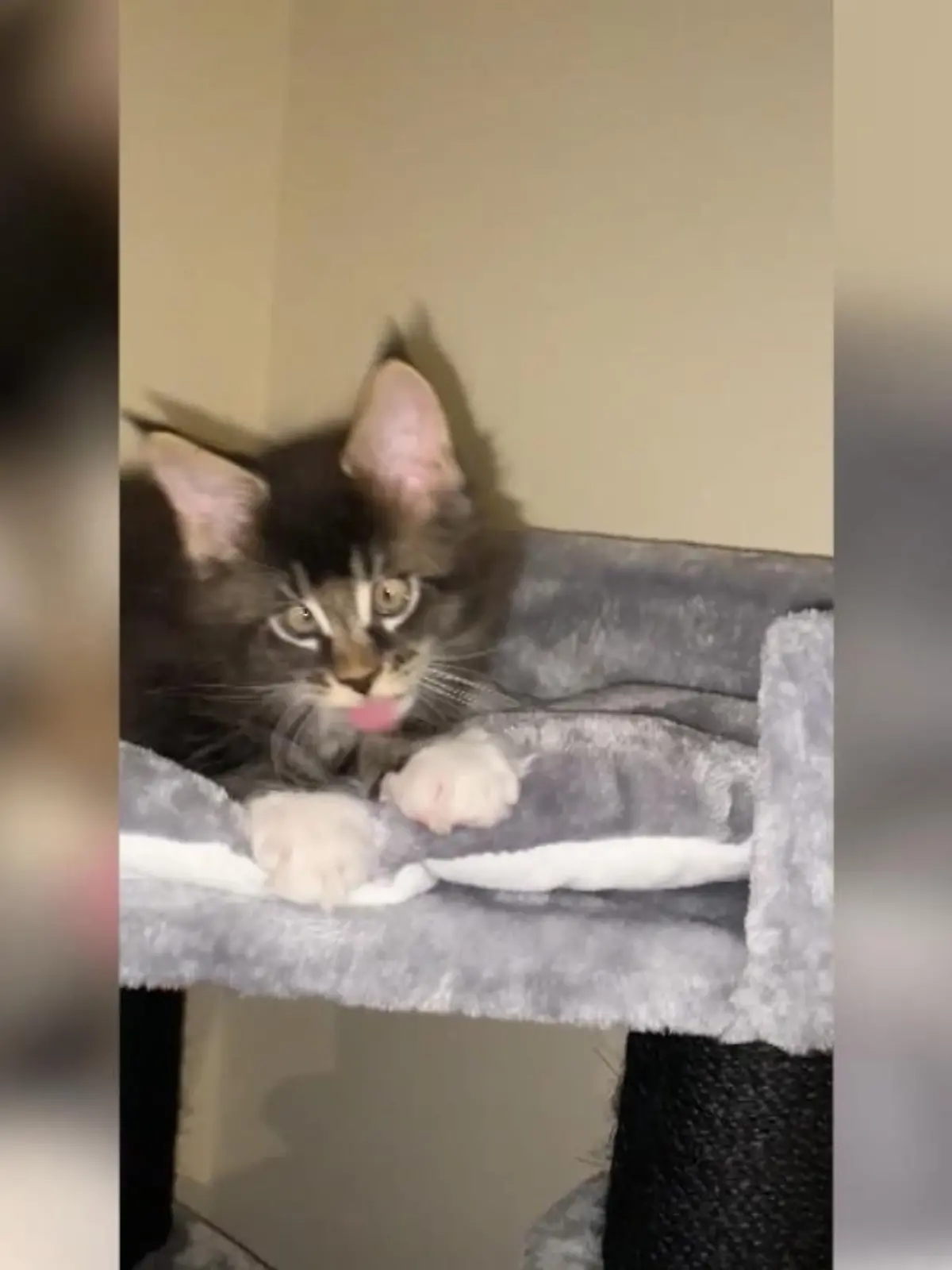 Seit der kleine Kater auf der Welt ist und zum ersten Mal die Augen geöffnet hatte, schielt er. Frauchen Rebecca hat ihn für dieses besondere Merkmal ins Herz geschlossen. Der Kater ist eines von sieben Katzenbabys, die Rebeccas Katze Mahri im Dezember auf die Welt gebracht hatte. Alle Katzenbabys hatten dasselbe Schielen, bei dem die Pupillen nach innen zur Nase gerichtet waren. Bei seinen Geschwisterchen stellten sich die Augen nach einiger Zeit wieder normal ein – bei Red war das nicht so.