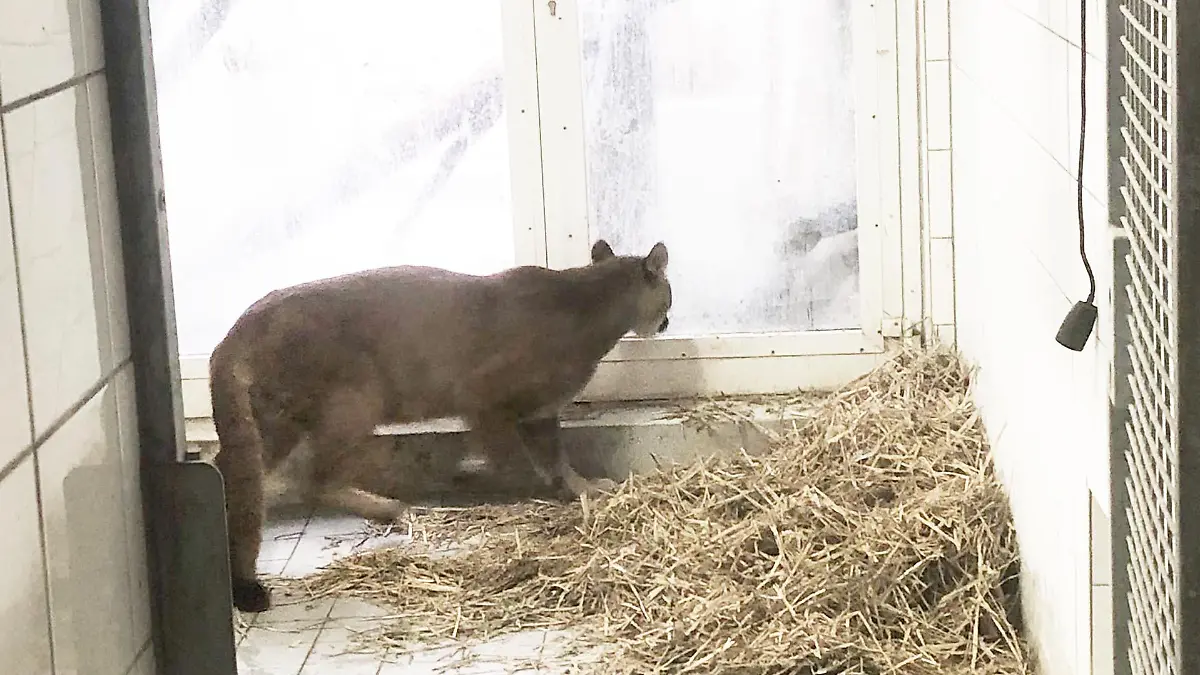 Bild von Puma Penelope in einem Innengehege im Exotenhaus in der Auffangstation in München.