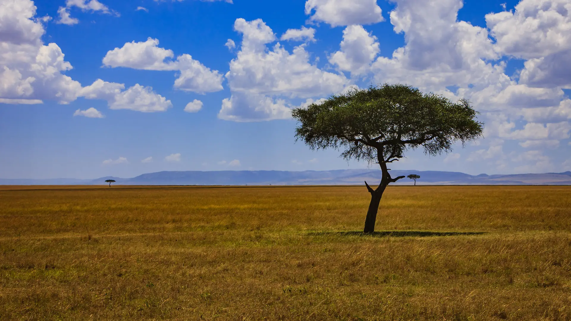 The Masai Mara gets it's name from the Masai language. Masai means spotted and it refers to clumps of trees here and there a well as cloud shadows that appear as spots on the Great Rift Valley. Photo shows a lone tree in the foreground on the Mara in Kenya, East Africa.  One can see for miles, but there is hardly another object in sight.  The rains have not as yet come and the grass is rather dry and almost all brown in colour. Photo shot in the morning sunlight; horizontal format. Copy space. No people.
