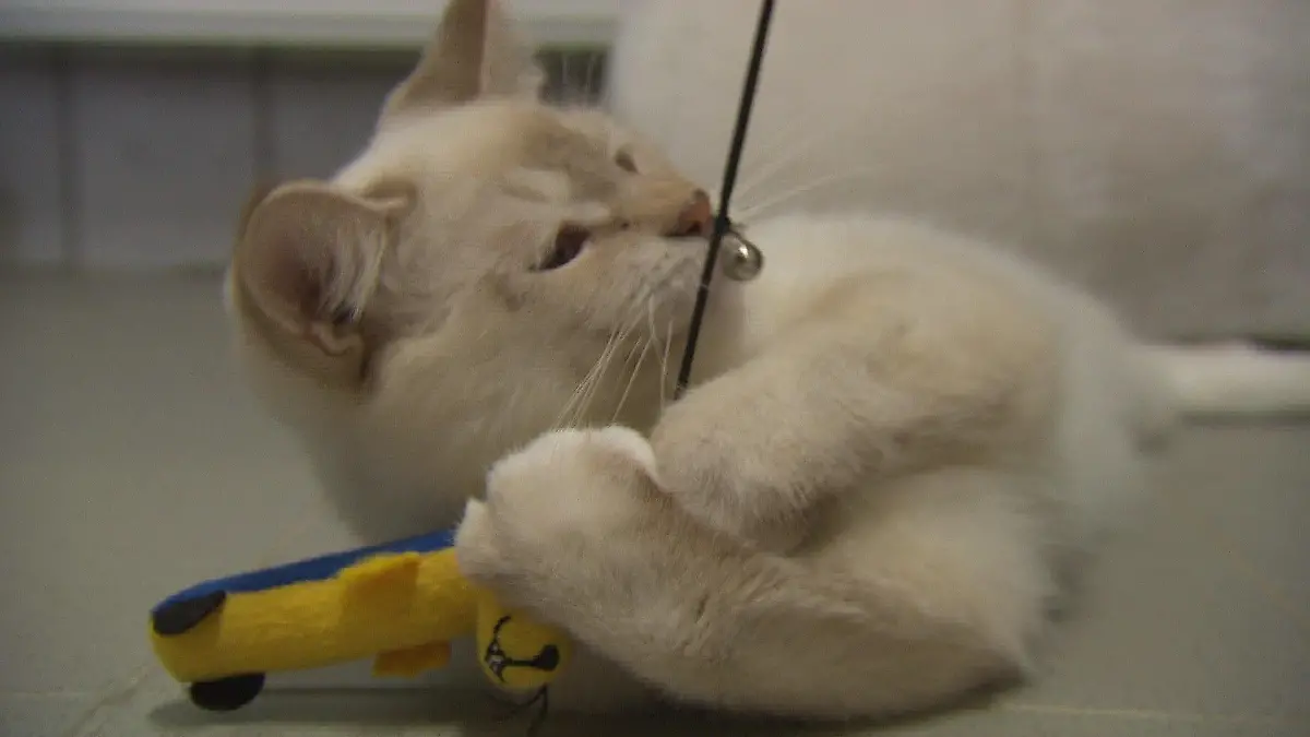 Viele Katzen werden in der Tierklappe abgegeben.