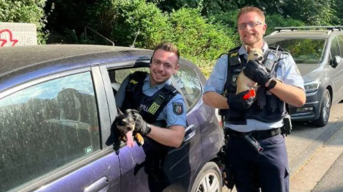 Mit einem Nothammer konnten die Vierbeiner aus dem überhitzen Auto gerettet werden,