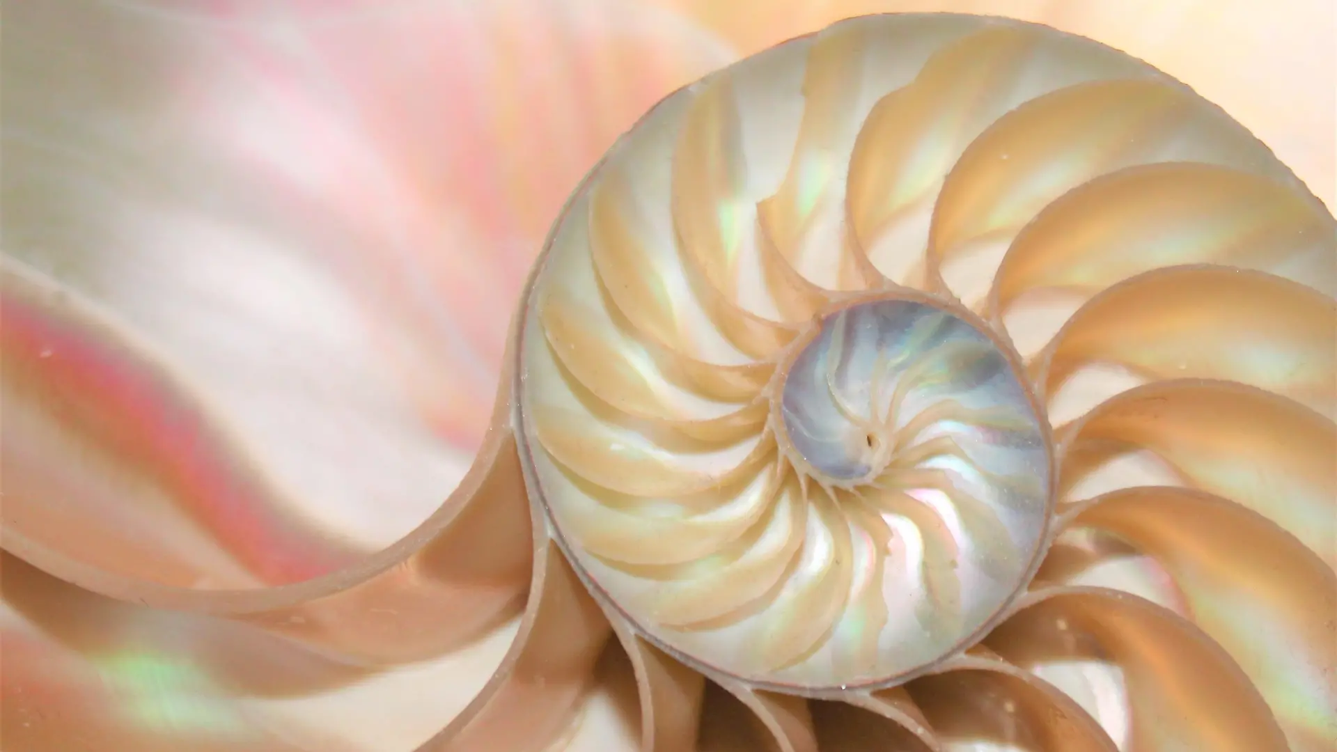 nautilus shell Fibonacci symmetry cross section spiral structure growth golden ratio