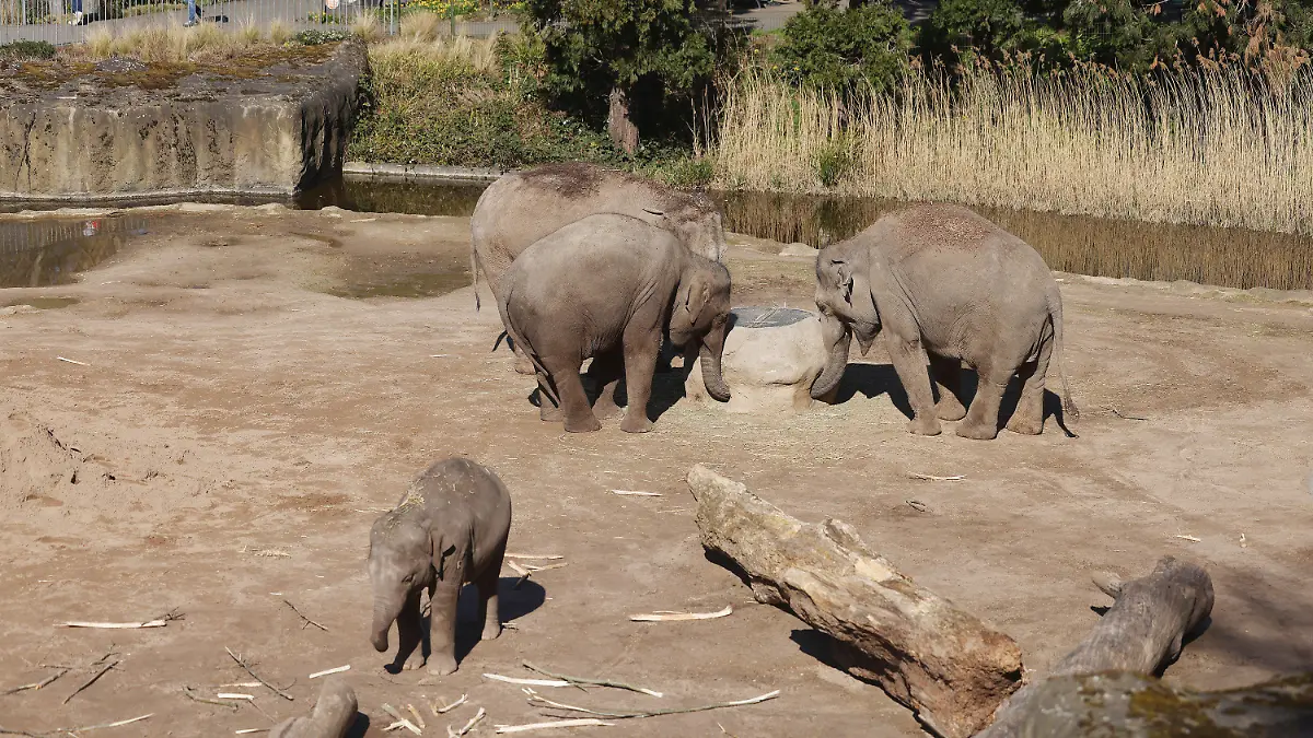 18.03.2022, Nordrhein-Westfalen, Köln: Elefanten stehen im Gehege des Zoos. Nach einem Kampf unter asiatischen Elefanten im Kölner Zoo ist eine Elefantenkuh eingeschläfert worden. Bei der Auseinandersetzung hat der Bulle «Bindu» die Kuh «Maejaruad» so schwer am rechten Hinterbein verletzt, dass Waden- und Schienbein gebrochen wurden. (Zu dpa: «Elefantenkuh im Kölner Zoo nach Kampf mit Bullen eingeschläfert») Foto: Oliver Berg/dpa +++ dpa-Bildfunk +++