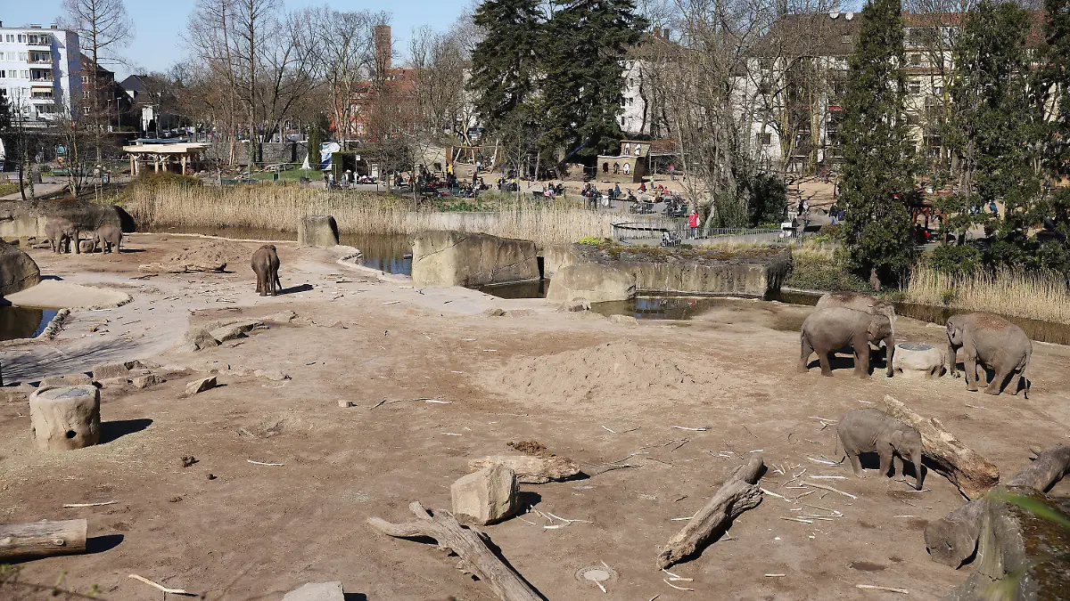 18.03.2022, Nordrhein-Westfalen, Köln: Elefanten stehen im Gehege des Zoos. Nach einem Kampf unter asiatischen Elefanten im Kölner Zoo ist eine Elefantenkuh eingeschläfert worden. Bei der Auseinandersetzung hat der Bulle «Bindu» die Kuh «Maejaruad» so schwer am rechten Hinterbein verletzt, dass Waden- und Schienbein gebrochen wurden. (Zu dpa: «Elefantenkuh im Kölner Zoo nach Kampf mit Bullen eingeschläfert») Foto: Oliver Berg/dpa +++ dpa-Bildfunk +++