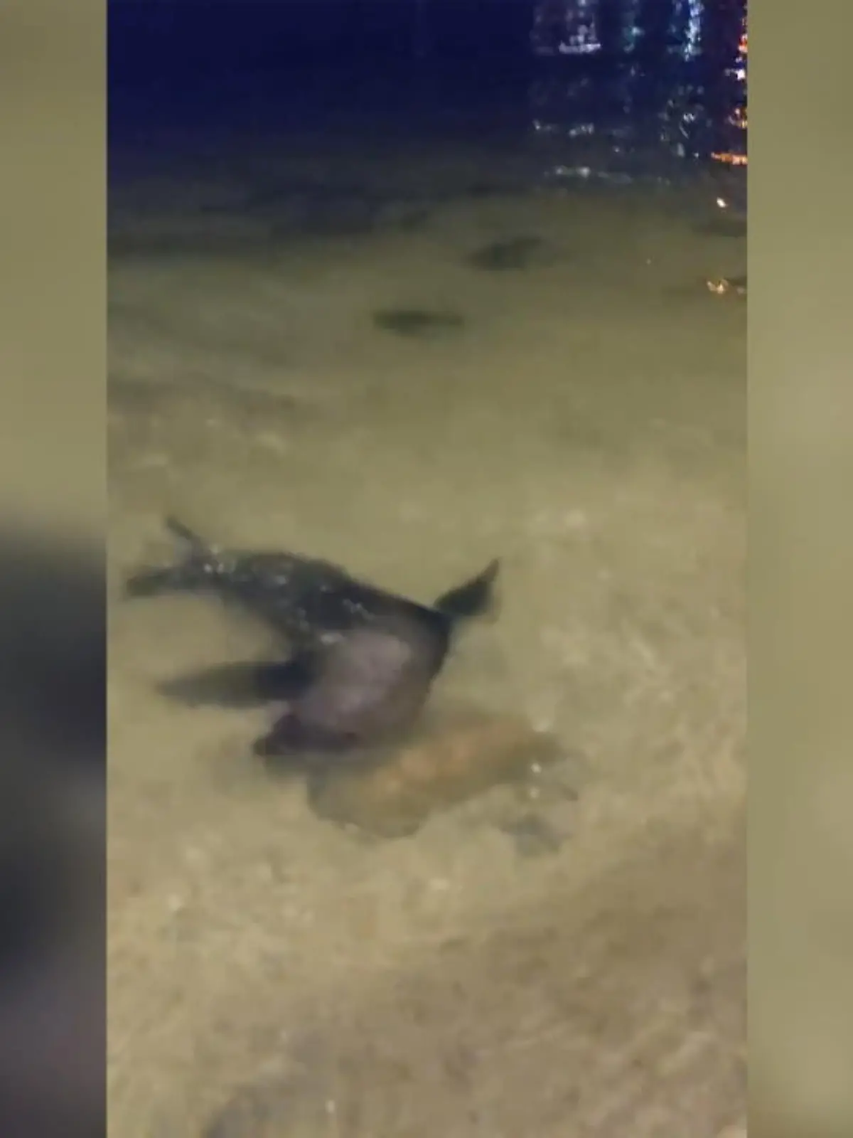 Klar, so eine putzige Robbe bei der Futtersuche zu sehen ist toll – am Strand von Sandy Bay im australischen Tasmanien allerdings nicht unbedingt ein seltenes Ereignis. In dieser Nacht ist allerdings alles anders.