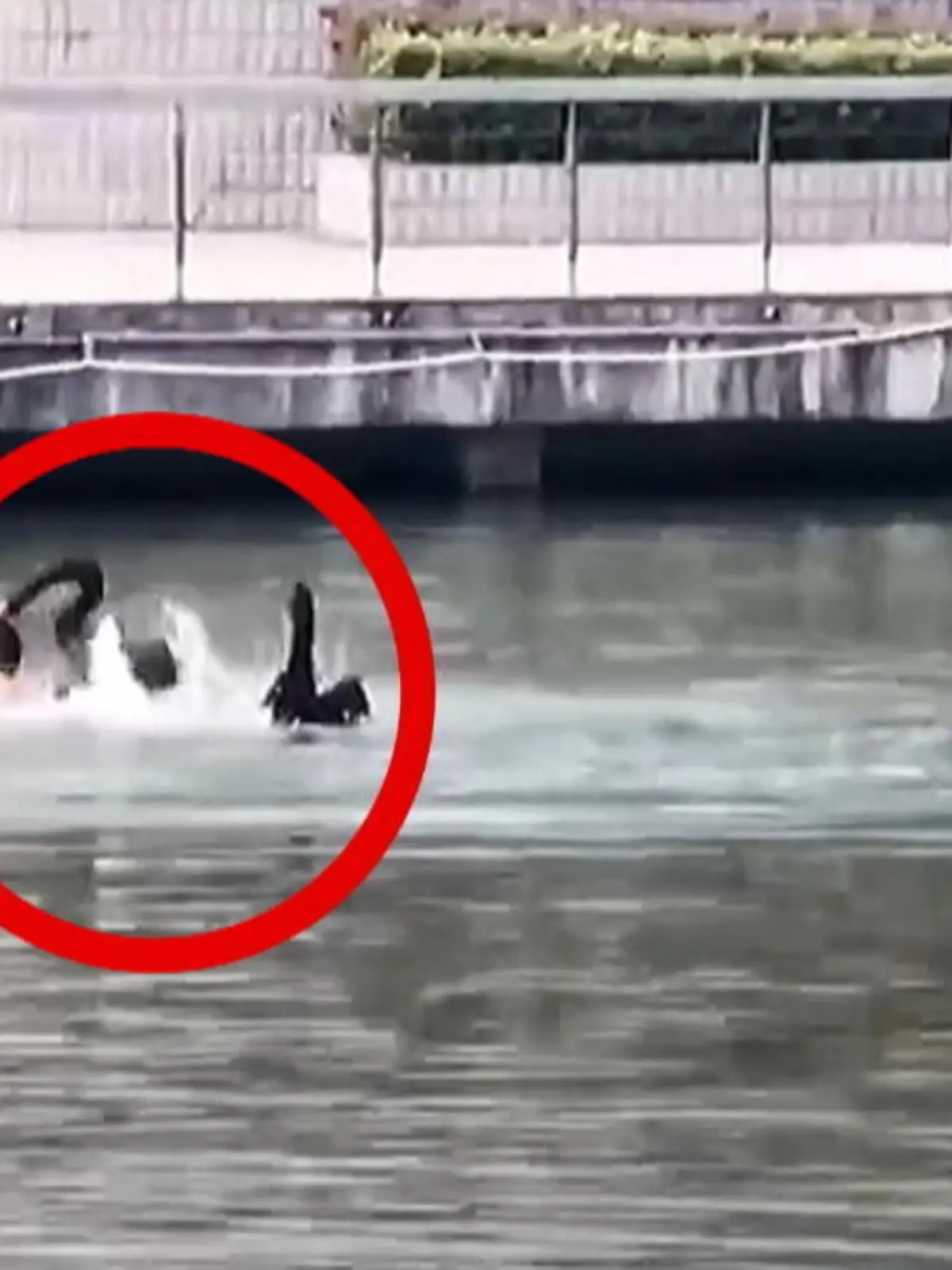 "Raus aus meinem See!" Die Botschaft dieses Schwanes ist eindeutig. Während der junge Mann sich - illegalerweise - in dem Wasser nur schnell abkühlen will, ist der Schwan damit so gar nicht einverstanden - und geht zum Angriff über.