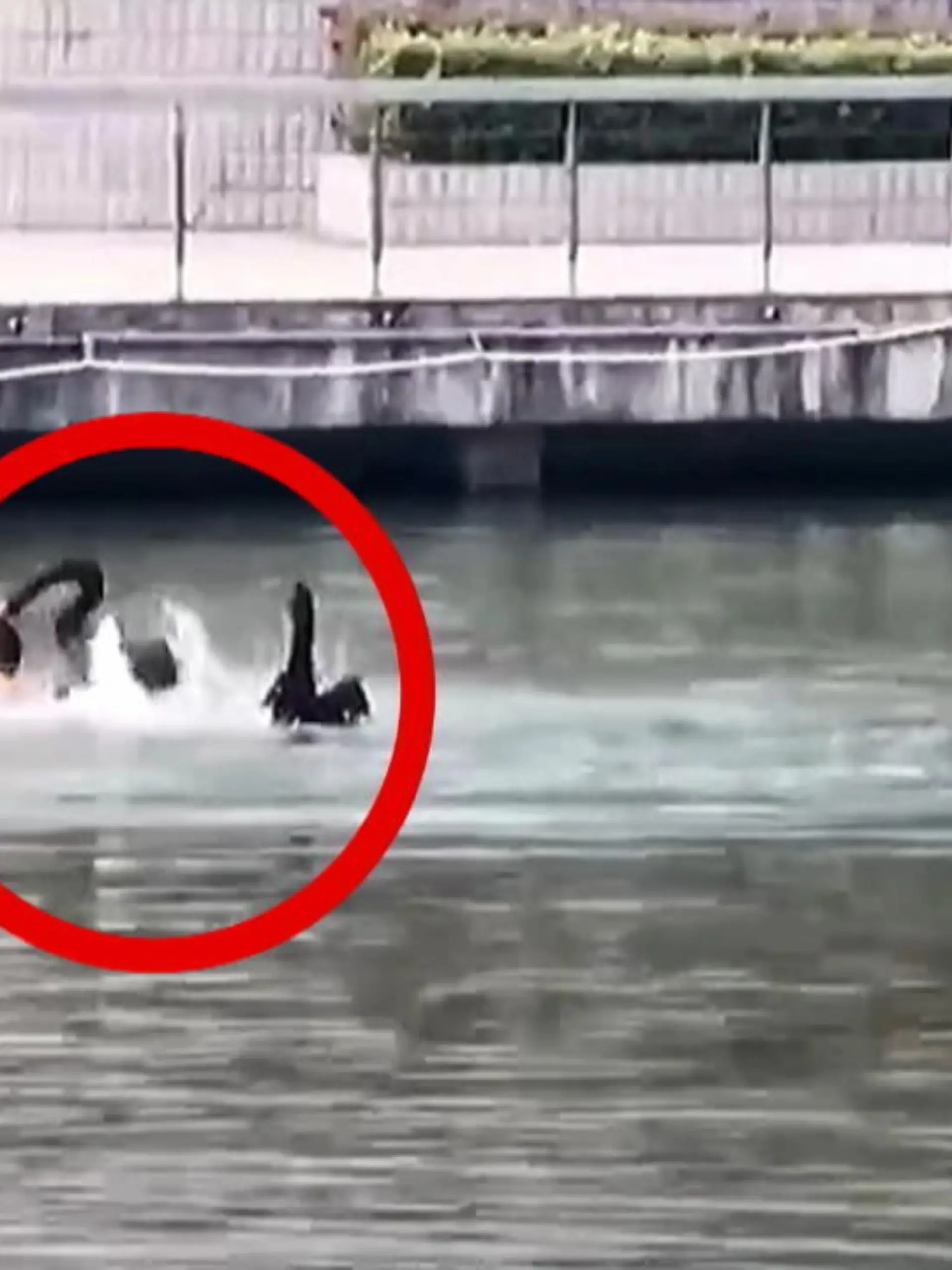 "Raus aus meinem See!" Die Botschaft dieses Schwanes ist eindeutig. Während der junge Mann sich - illegalerweise - in dem Wasser nur schnell abkühlen will, ist der Schwan damit so gar nicht einverstanden - und geht zum Angriff über.
