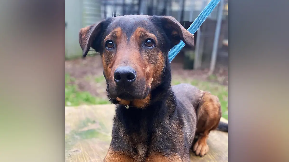 Ein sanfter, aber bestimmender Blick: Das ist Hund Max aus dem Tierheim Köln-Dellbrück.