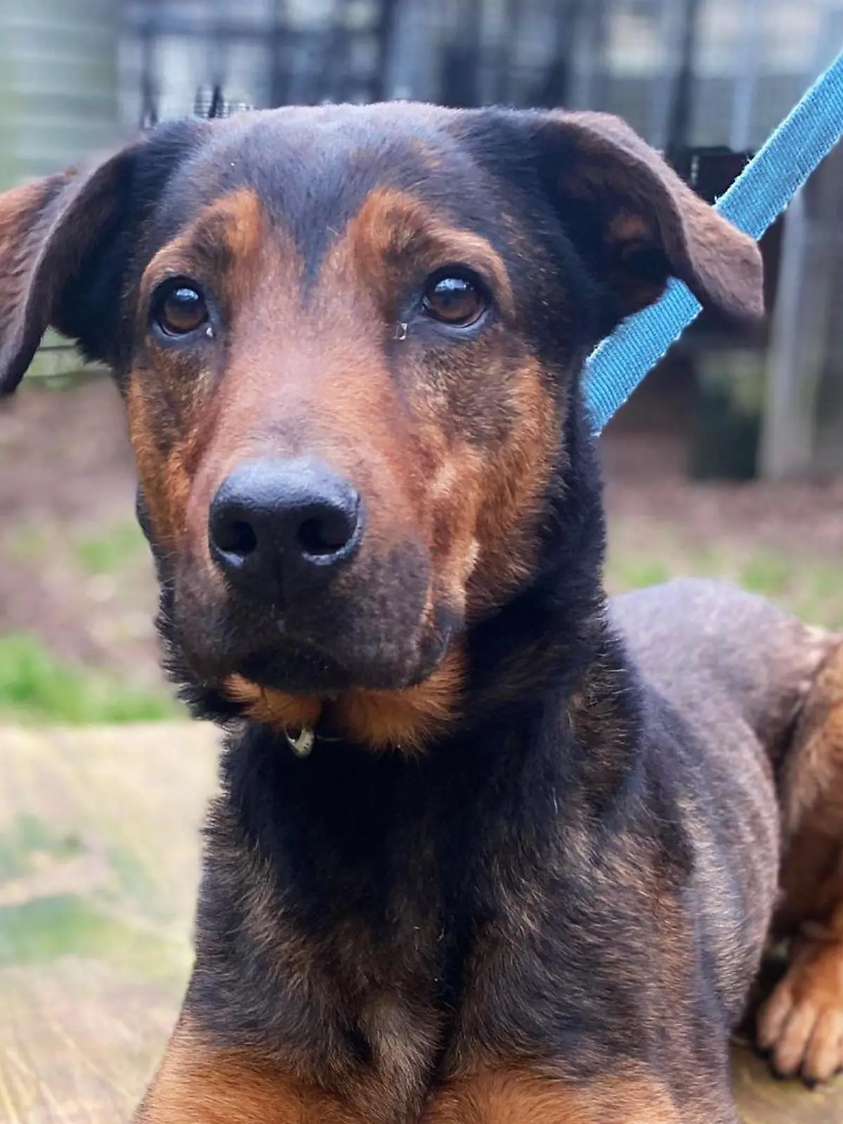 Ein sanfter, aber bestimmender Blick: Das ist Hund Max aus dem Tierheim Köln-Dellbrück.