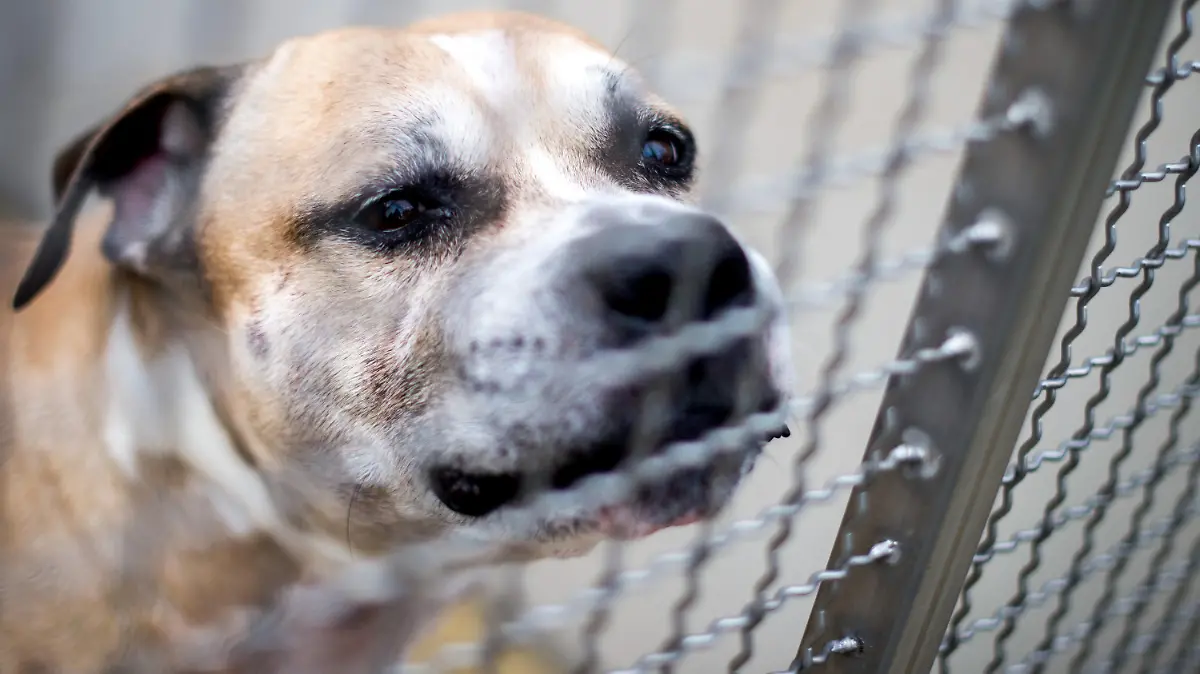 ARCHIV - ARCHIV - 09.04.2018, Niedersachsen, Langenhagen: Der Staffordshire-Terrier-Mischling «Chico» steht in einem Gehege im Tierheim Hannover. Nach der tödlichen Attacke auf zwei Menschen in Hannover ist Hund «Chico» eingeschläfert worden. (zu dpa "Hund «Chico» nach tödlicher Attacke eingeschläfert" vom 16.04.2018) Foto: Hauke-Christian Dittrich/dpa +++ dpa-Bildfunk +++