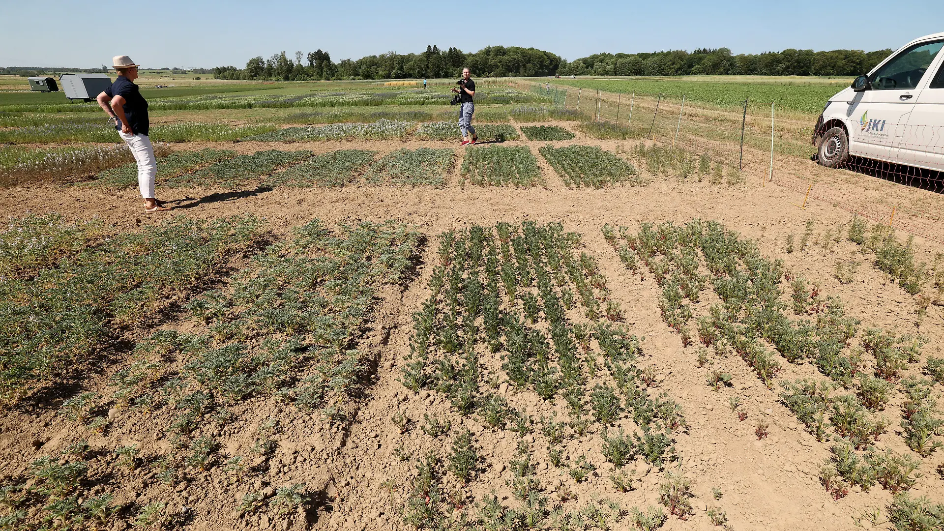 13.06.2023, Mecklenburg-Vorpommern, Groß Lüsewitz: Im Schaugarten des JKI-Fachinstituts für Züchtungsforschung an landwirtschaftlichen Kulturen zeigt Brigitte Ruge-Wehling, Pflanzengenetikerin, Felder mit Gelber Lupine, die sehr gut mit großer Trockenheit umgehen kann. Das JKI-Fachinstitut ist Gastgeber für die Internationale Lupinenkonferenz 2023. Es gehört zum Julius Kühn-Institut (JKI), dem Bundesforschungsinstitut für Kulturpflanzen in Deutschland, und ist eines von bundesweit 18 JKI-Fachinstituten. Foto: Bernd Wüstneck/dpa +++ dpa-Bildfunk +++