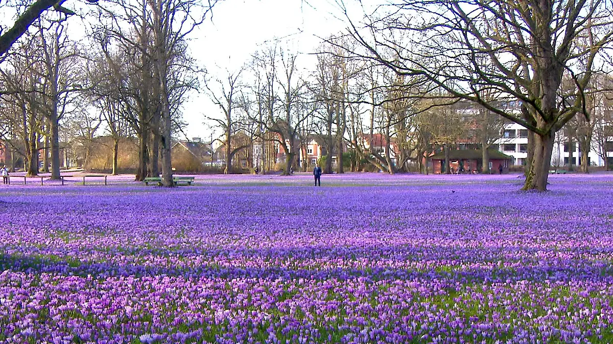 Etwa vier Millionen Krokusse blühen jährlich im Husumer Schlossgarten.
