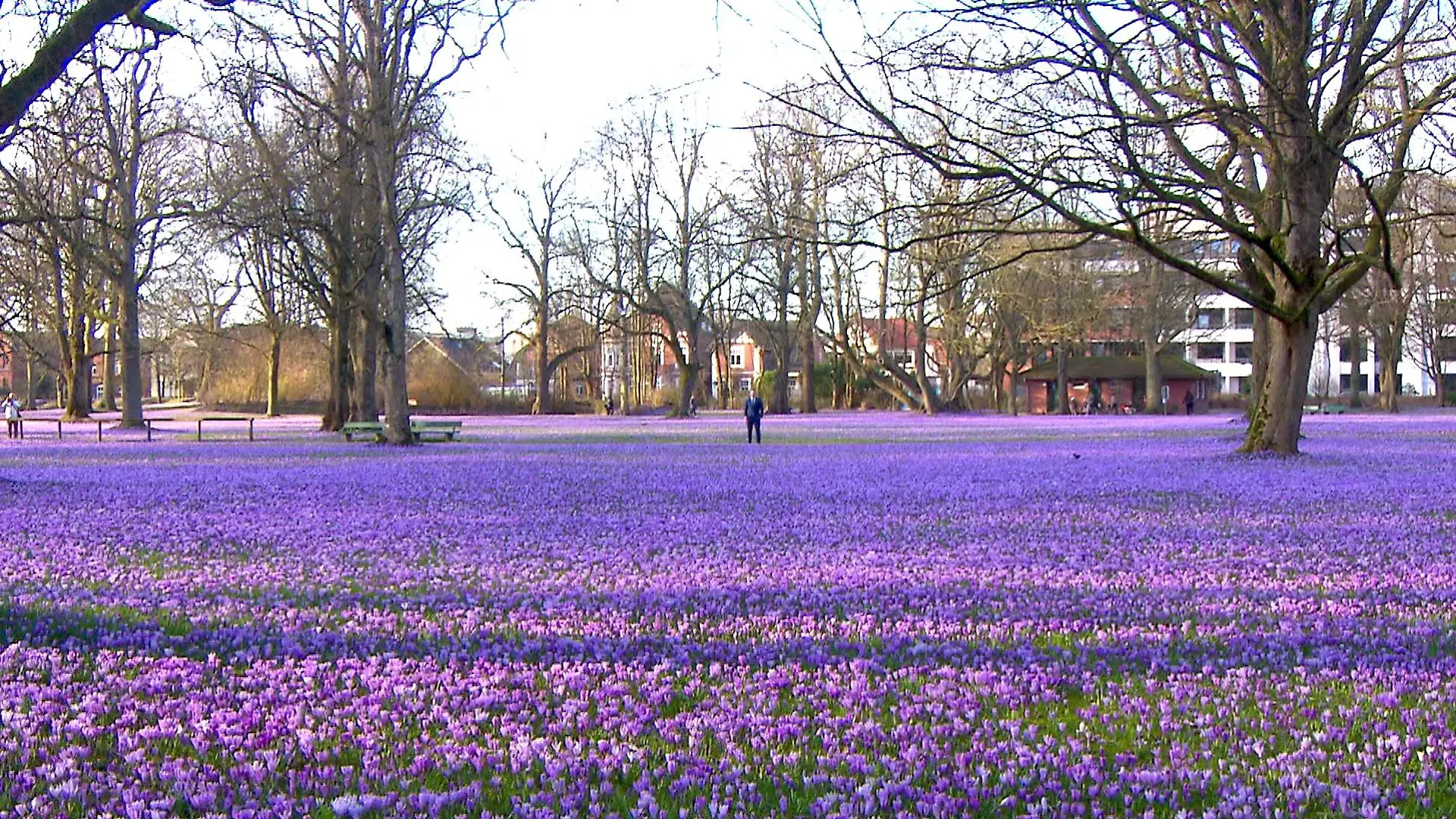 Etwa vier Millionen Krokusse blühen jährlich im Husumer Schlossgarten.