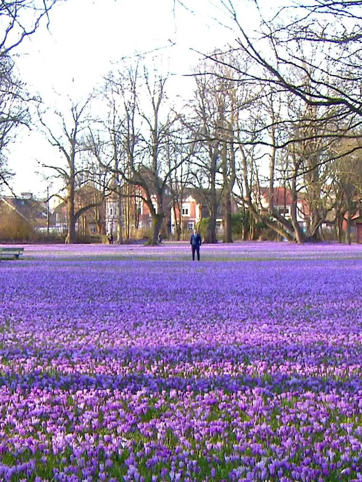 Etwa vier Millionen Krokusse blühen jährlich im Husumer Schlossgarten.