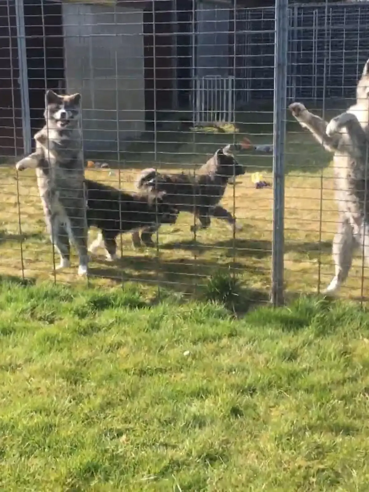 Bild zu: "Akitas aus der Ukraine"