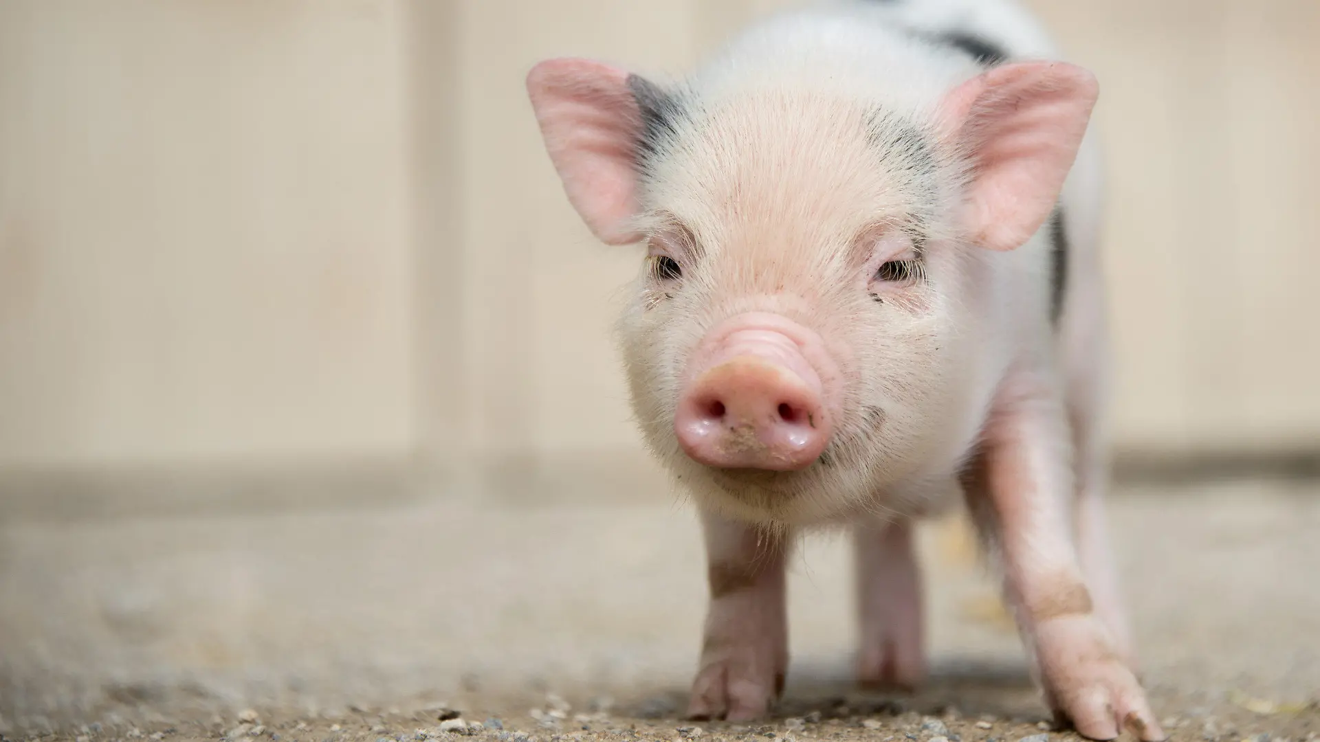 ARCHIV - 13.08.2013, Niedersachsen, Hannover: Ein junges Mini-Schwein steht im Zoo in seinem Gehege. (zu dpa «Streit um Mini-Schwein in Mietwohnung landet vor Gericht») Foto: picture alliance / dpa +++ dpa-Bildfunk +++